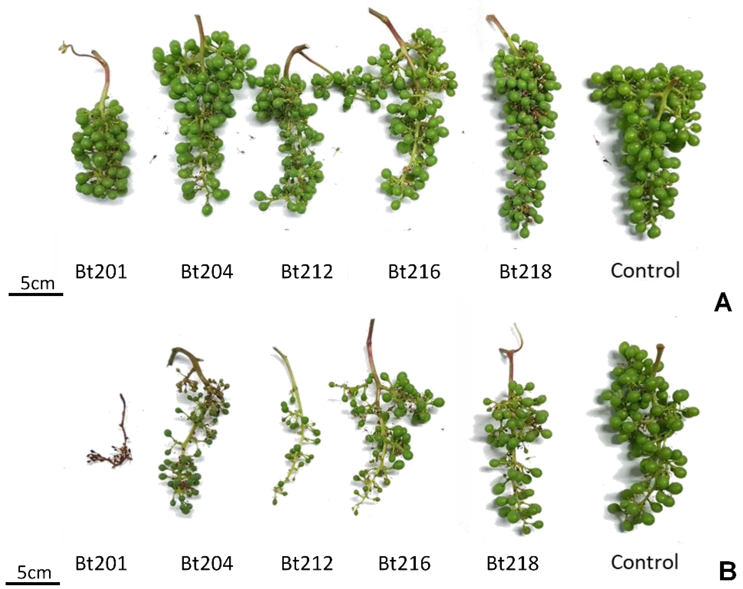 Plants 09 01427 g004 Plants 09 01427 g004