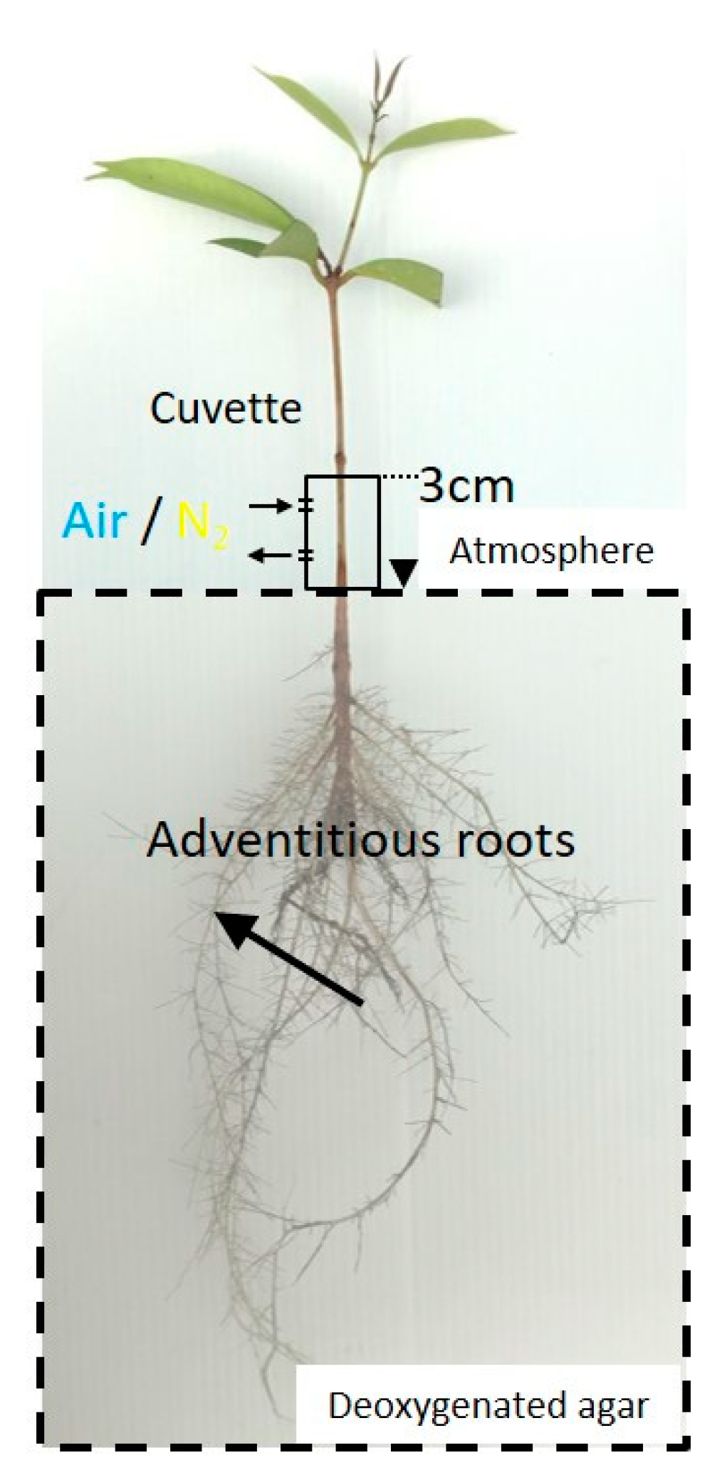Plants 09 01433 g002 Plants 09 01433 g002