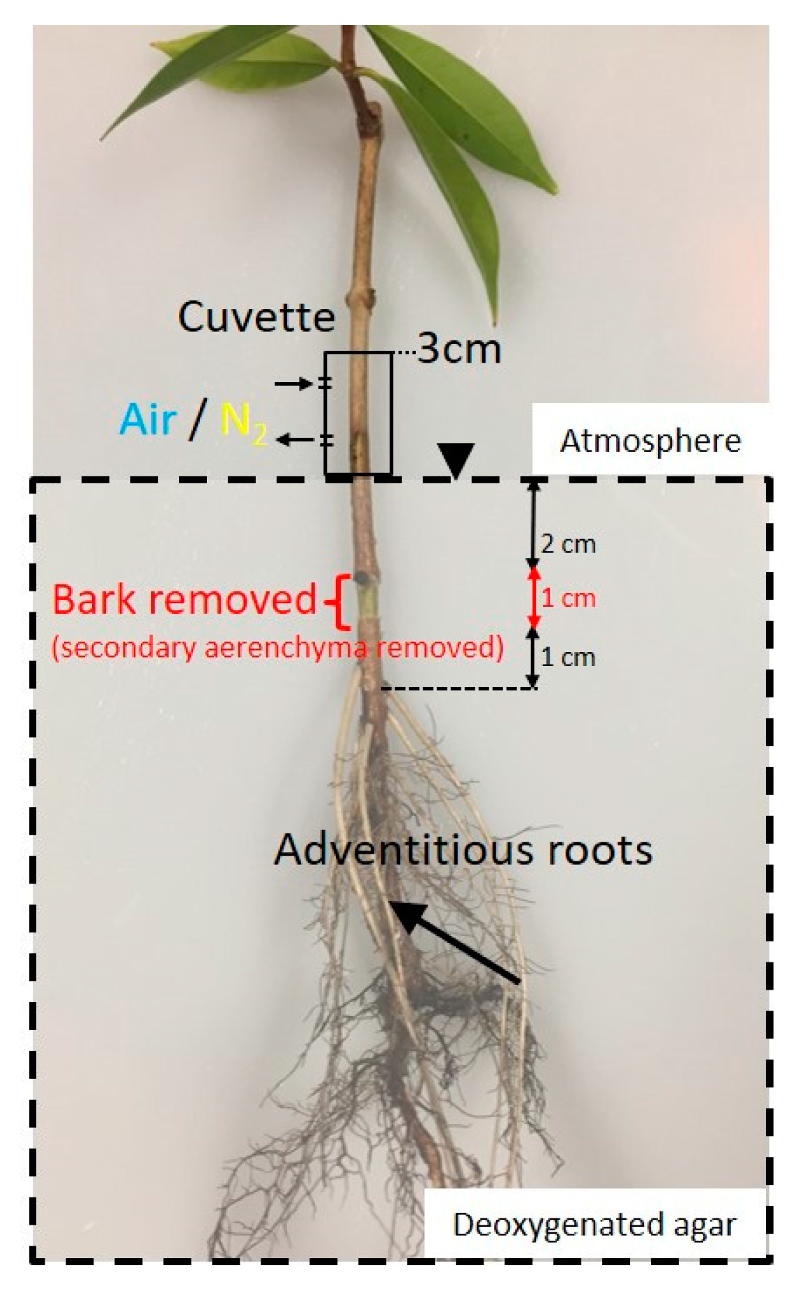 Plants 09 01433 g004 Plants 09 01433 g004