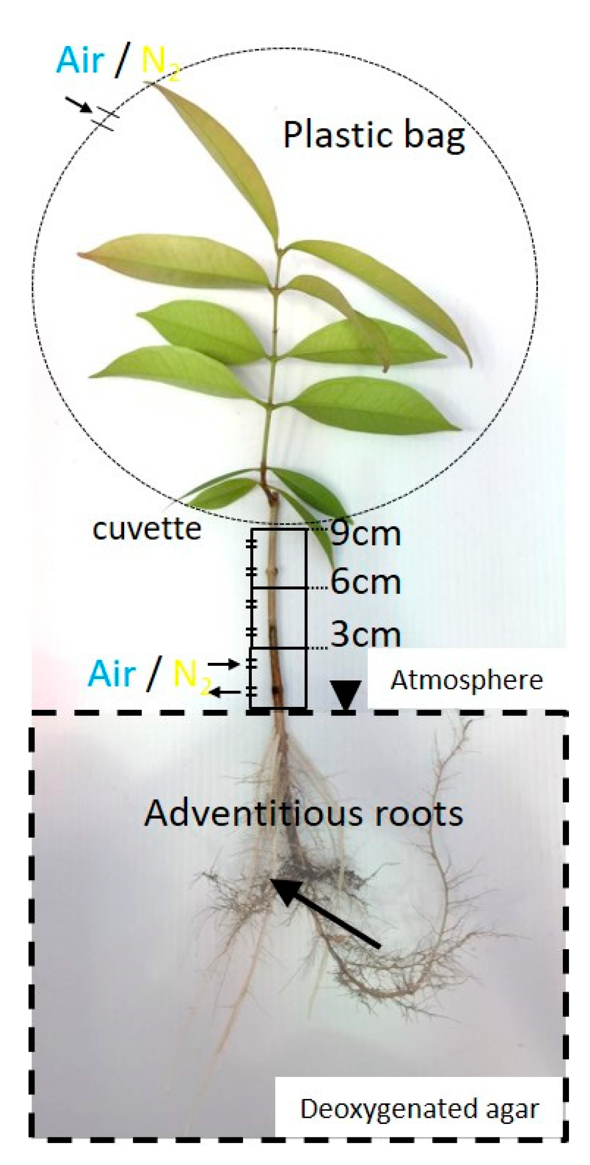 Plants 09 01433 g006 Plants 09 01433 g006