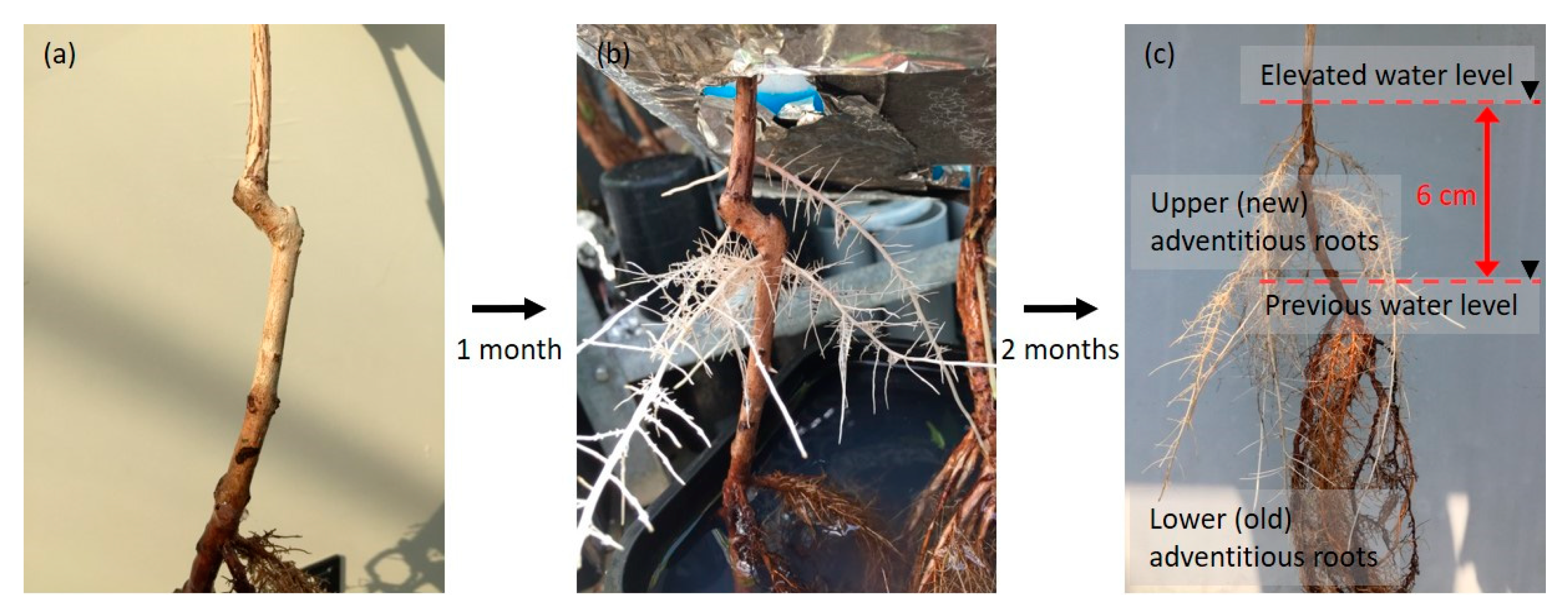 Plants 09 01433 g008 Plants 09 01433 g008