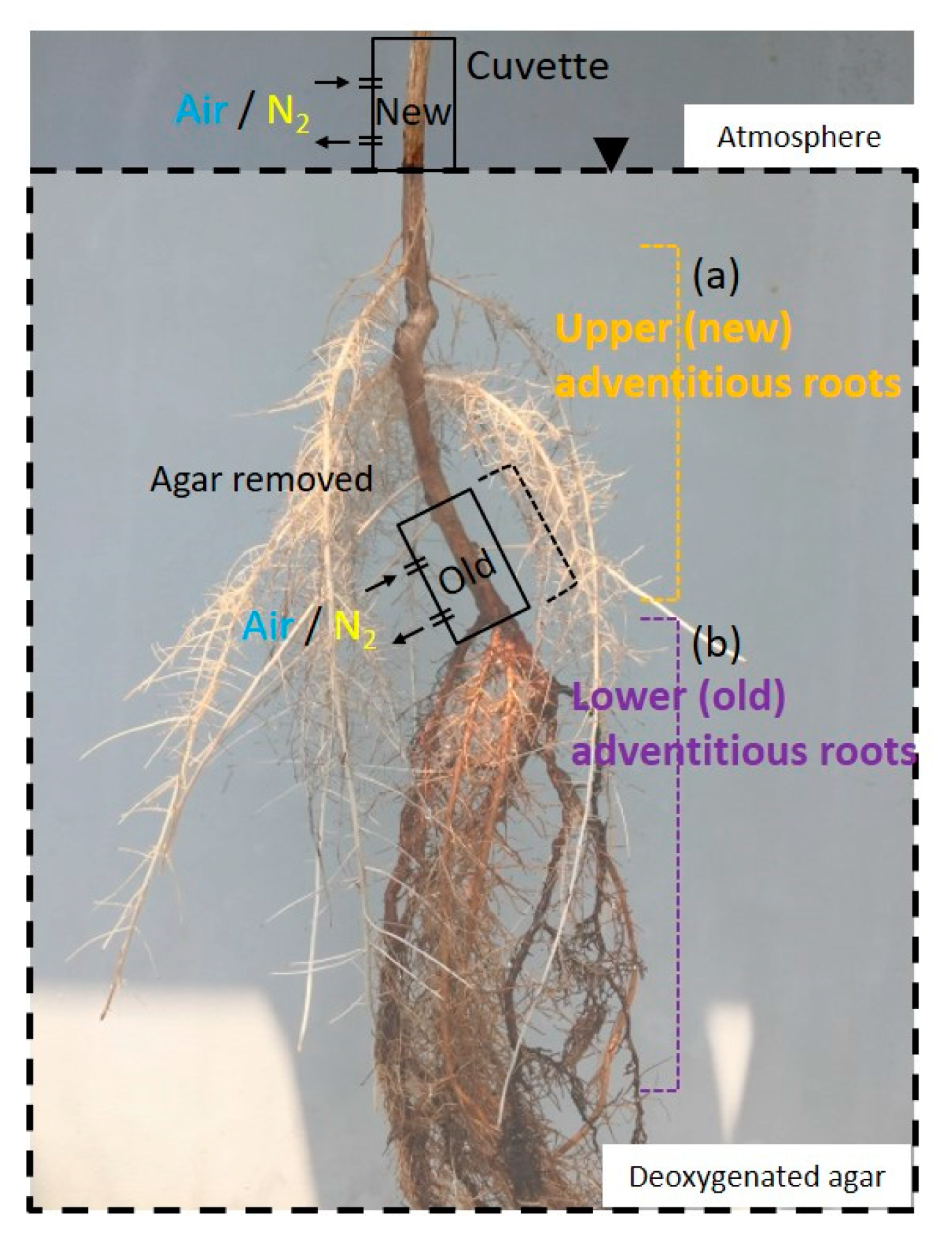Plants 09 01433 g009 Plants 09 01433 g009