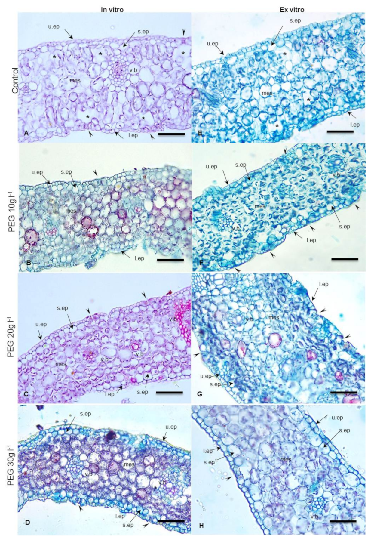 Plants 09 01440 g003