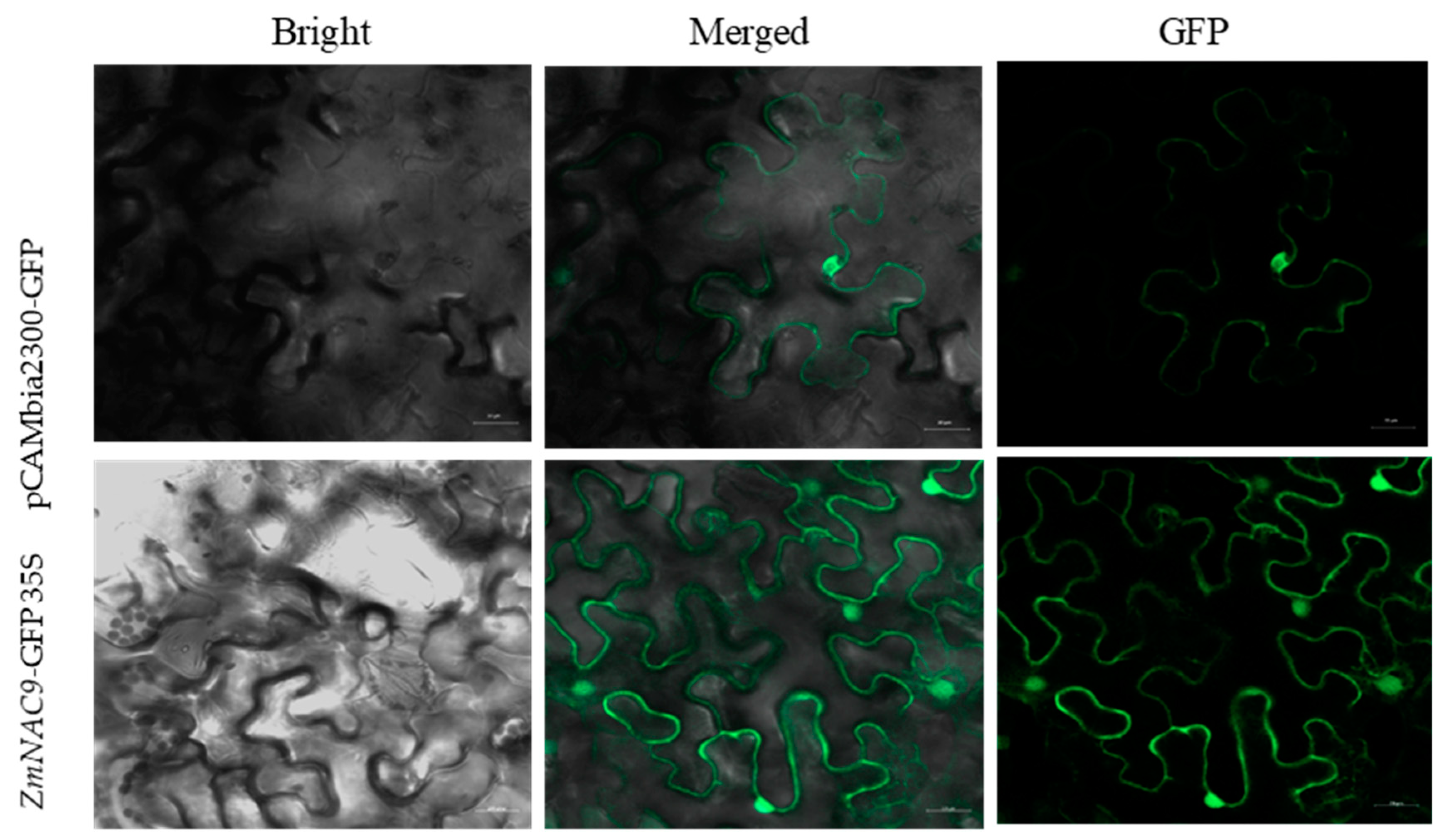 Plants 09 01447 g009