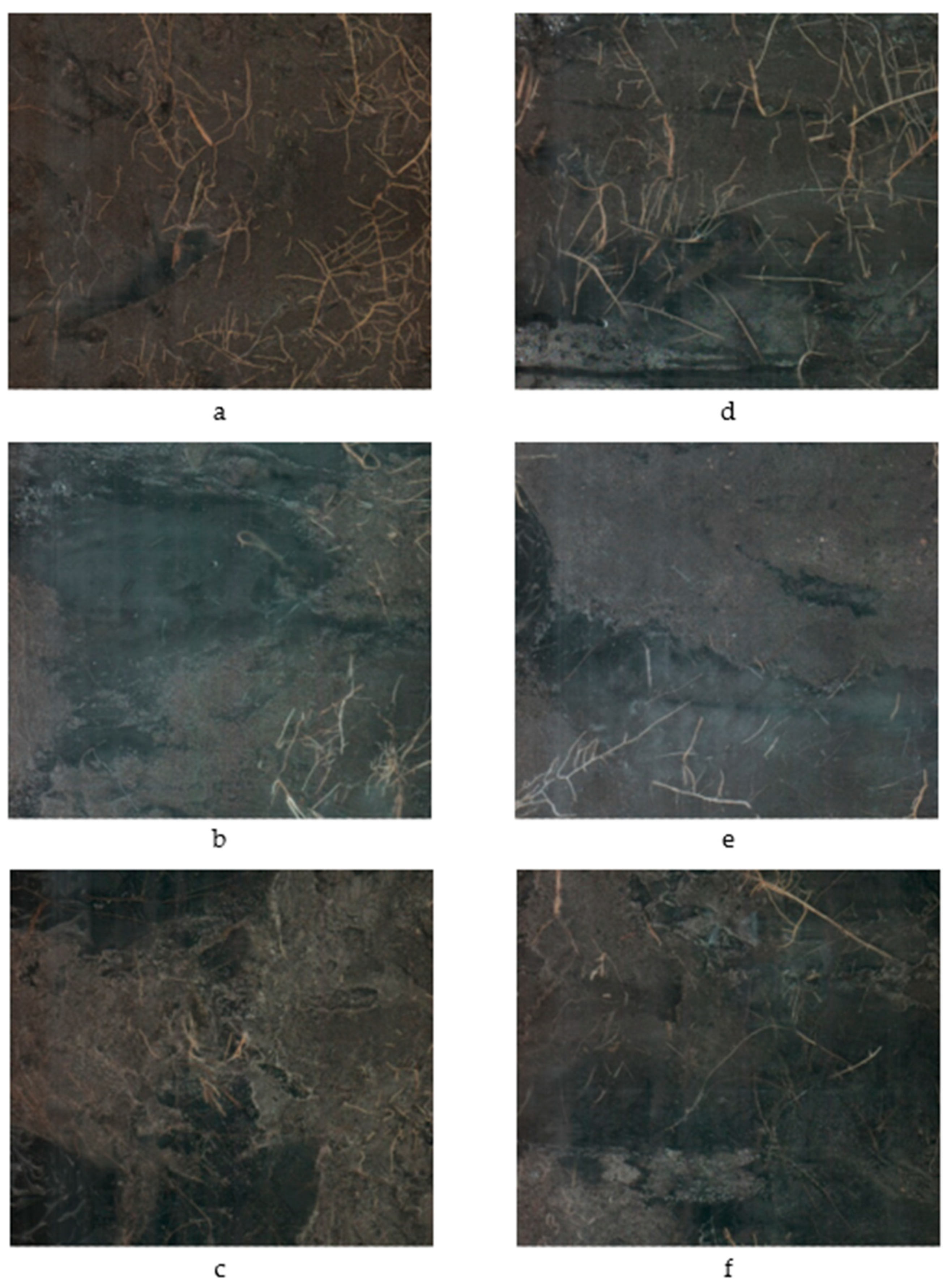 Plants 09 01462 g003