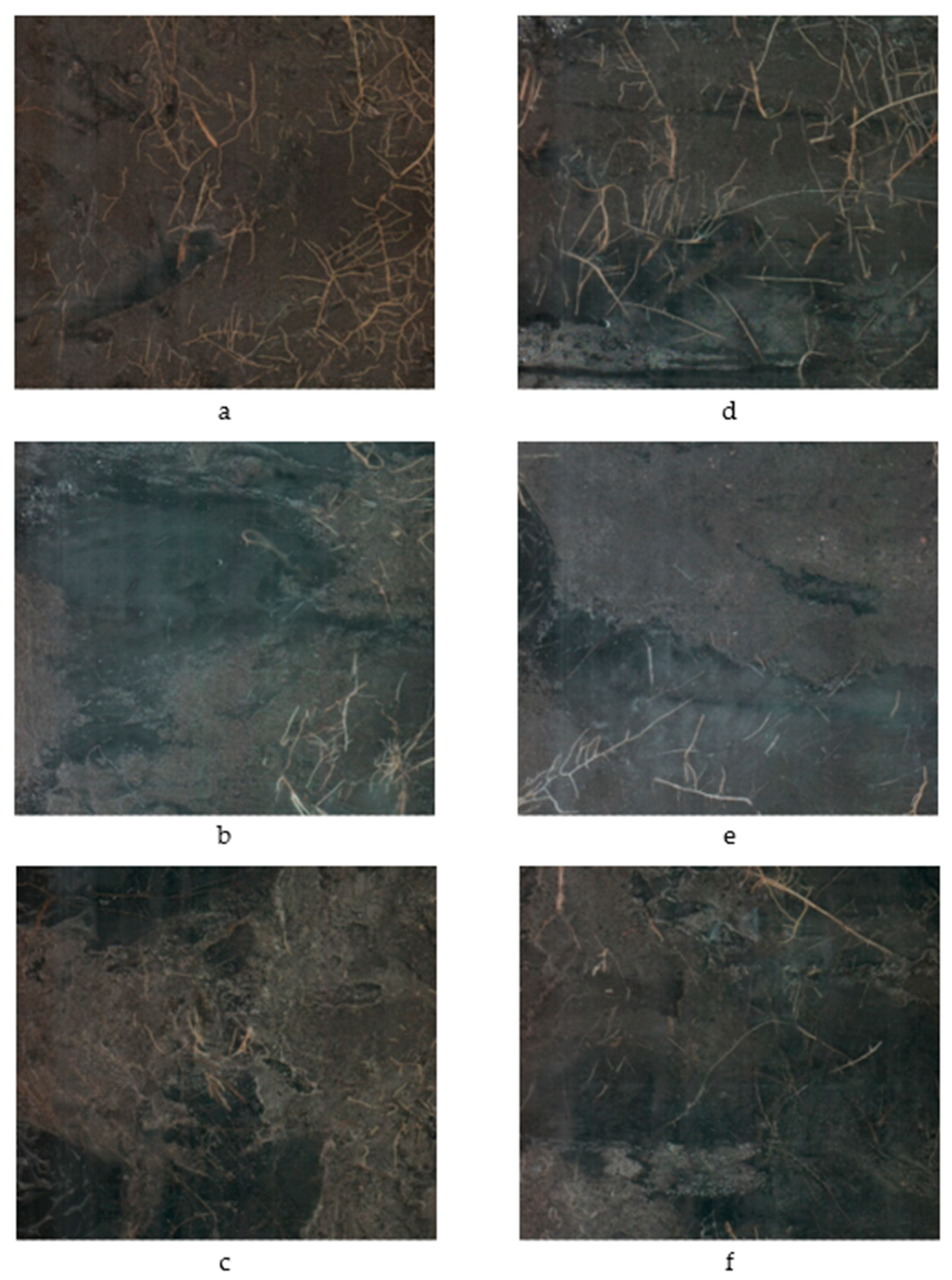 Plants 09 01462 g004