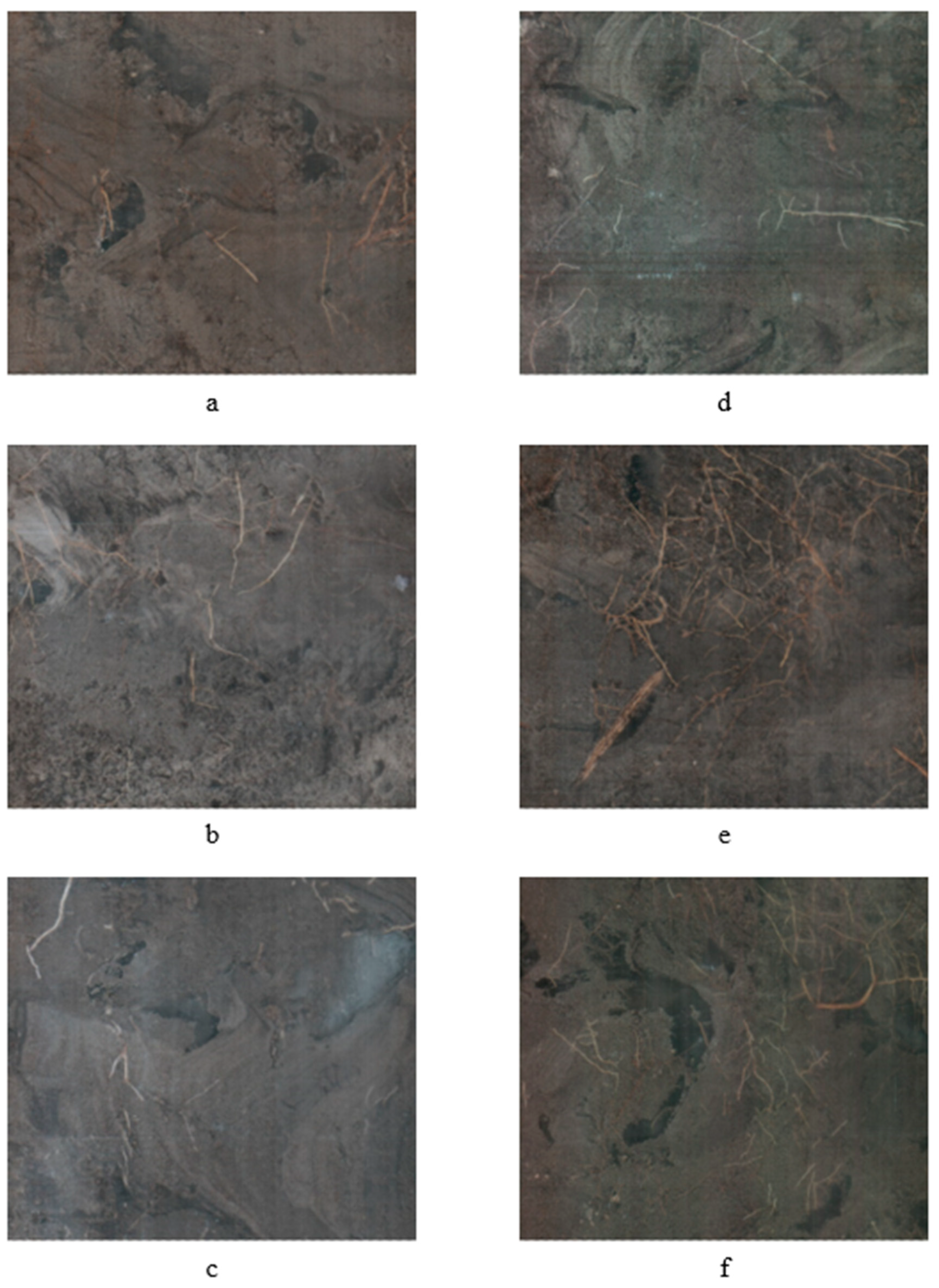 Plants 09 01462 g007