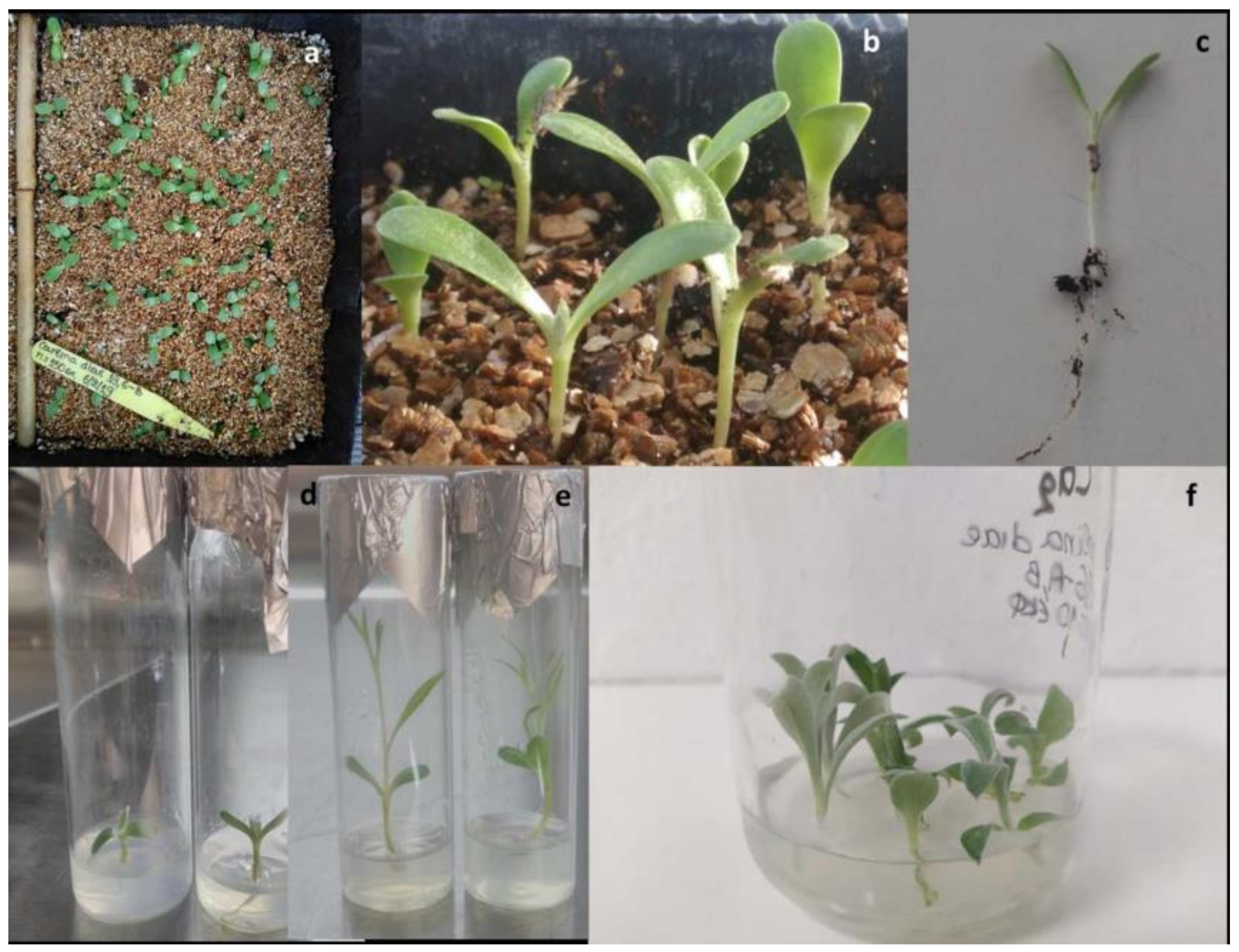 Plants 09 01465 g002 Plants 09 01465 g002