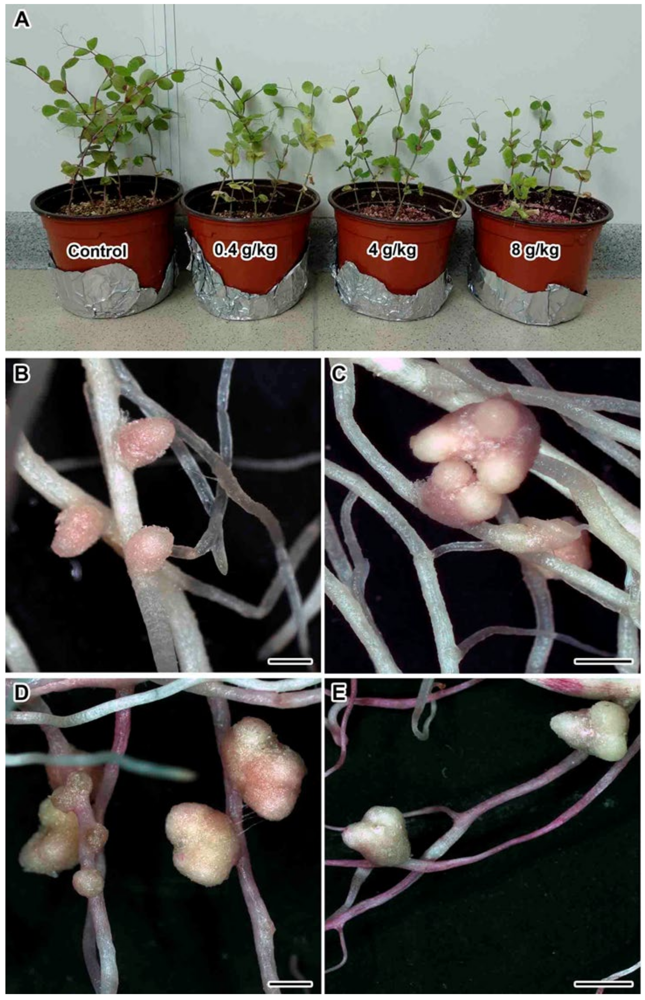 Plants 09 01488 g001