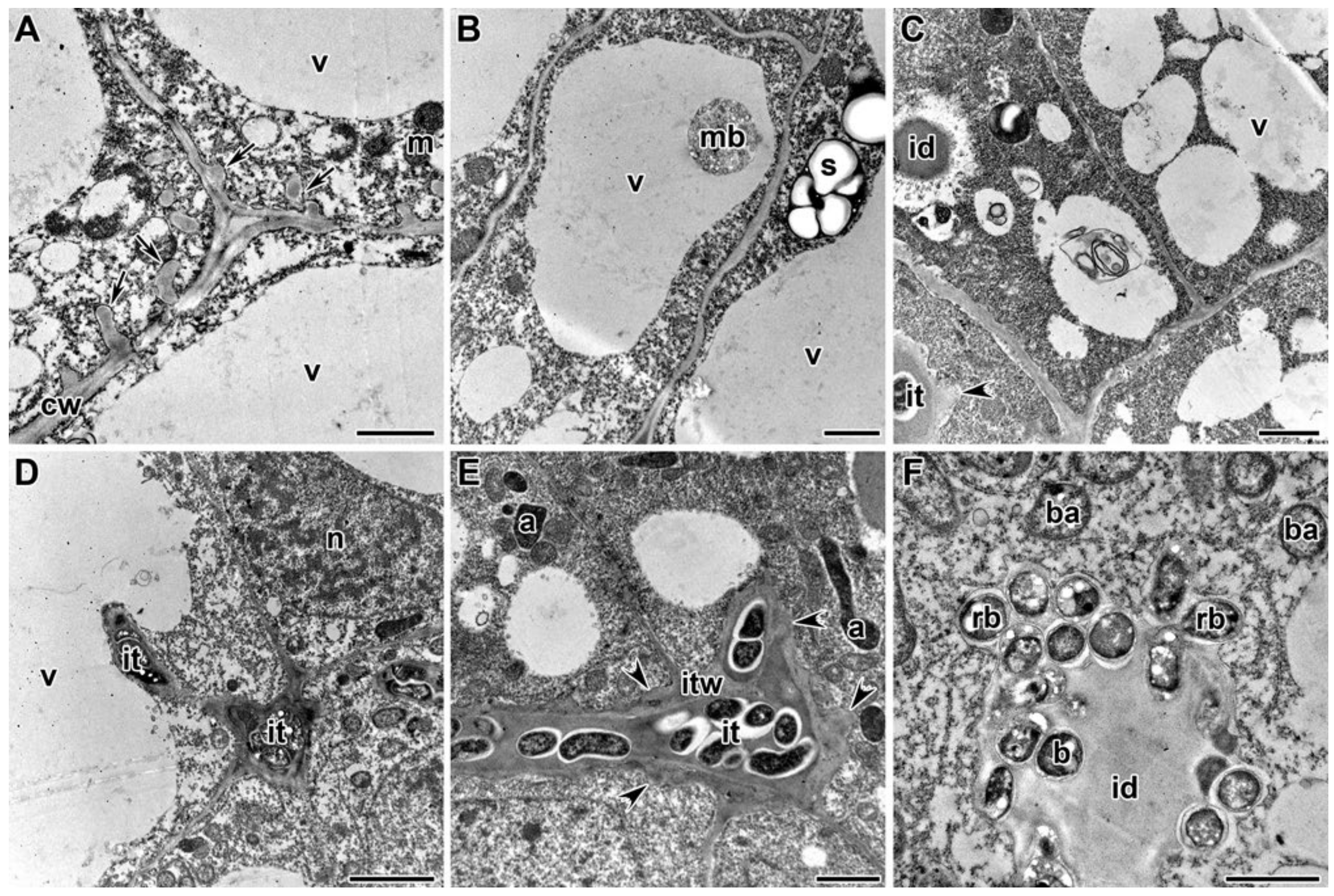 Plants 09 01488 g007