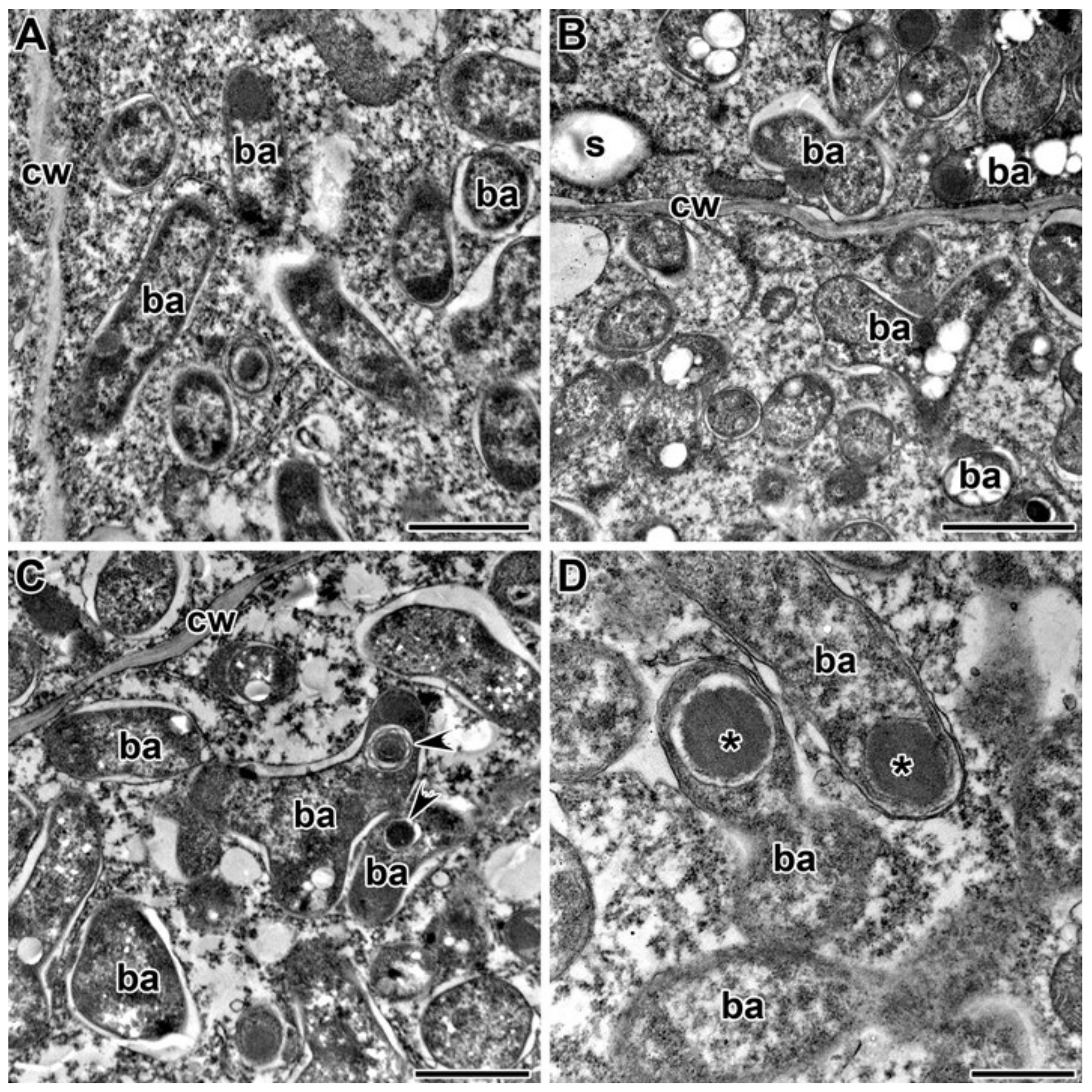 Plants 09 01488 g008