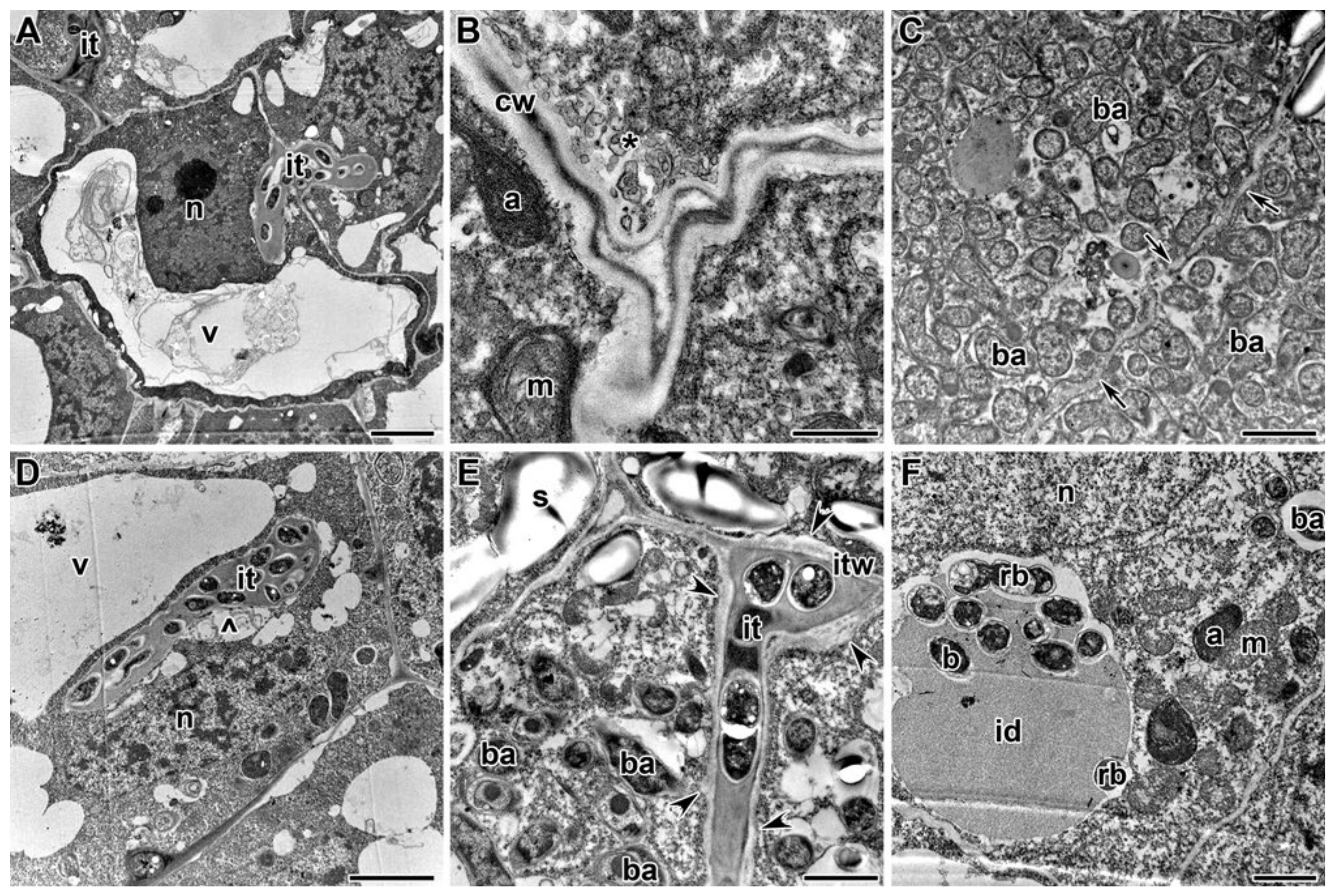 Plants 09 01488 g009