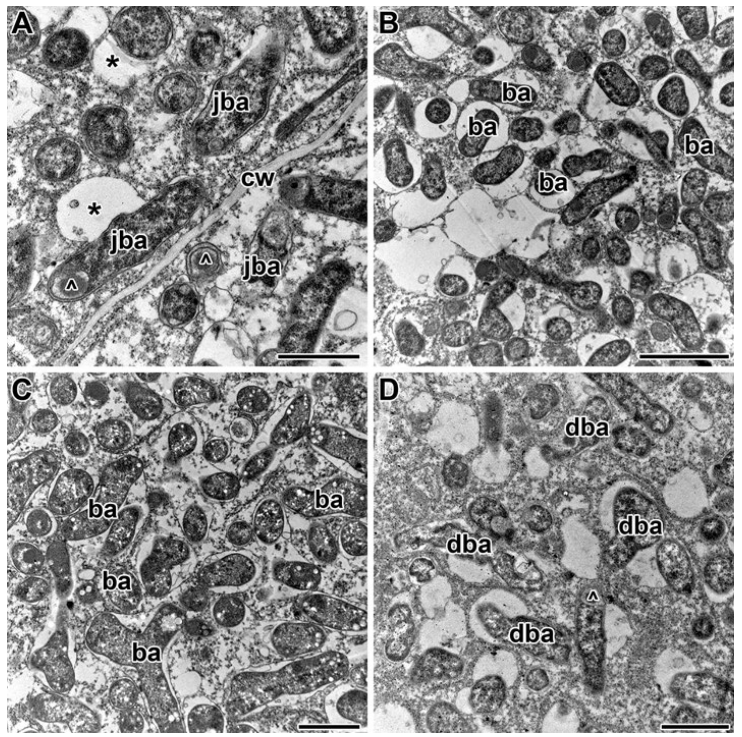 Plants 09 01488 g010