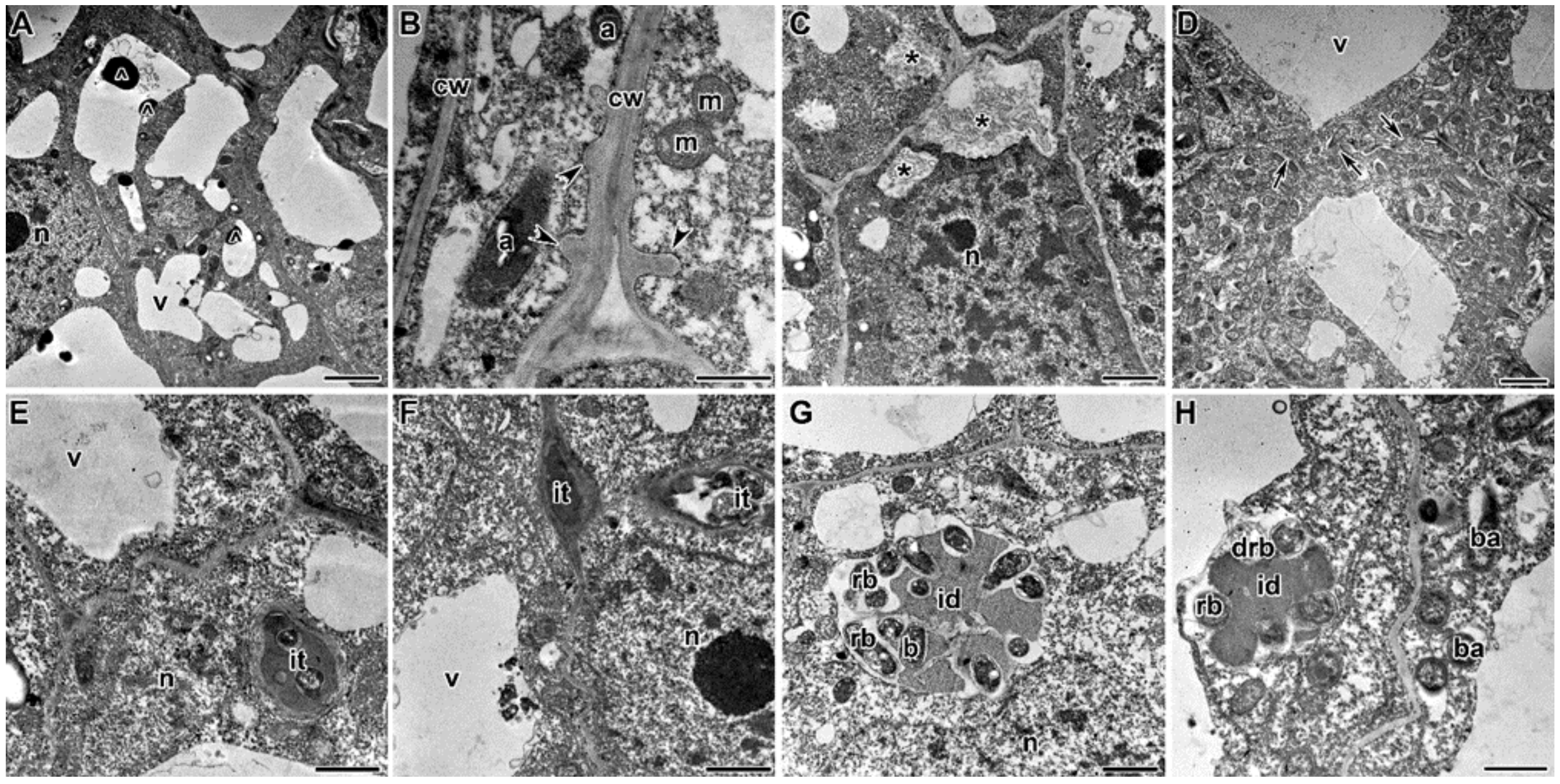 Plants 09 01488 g011