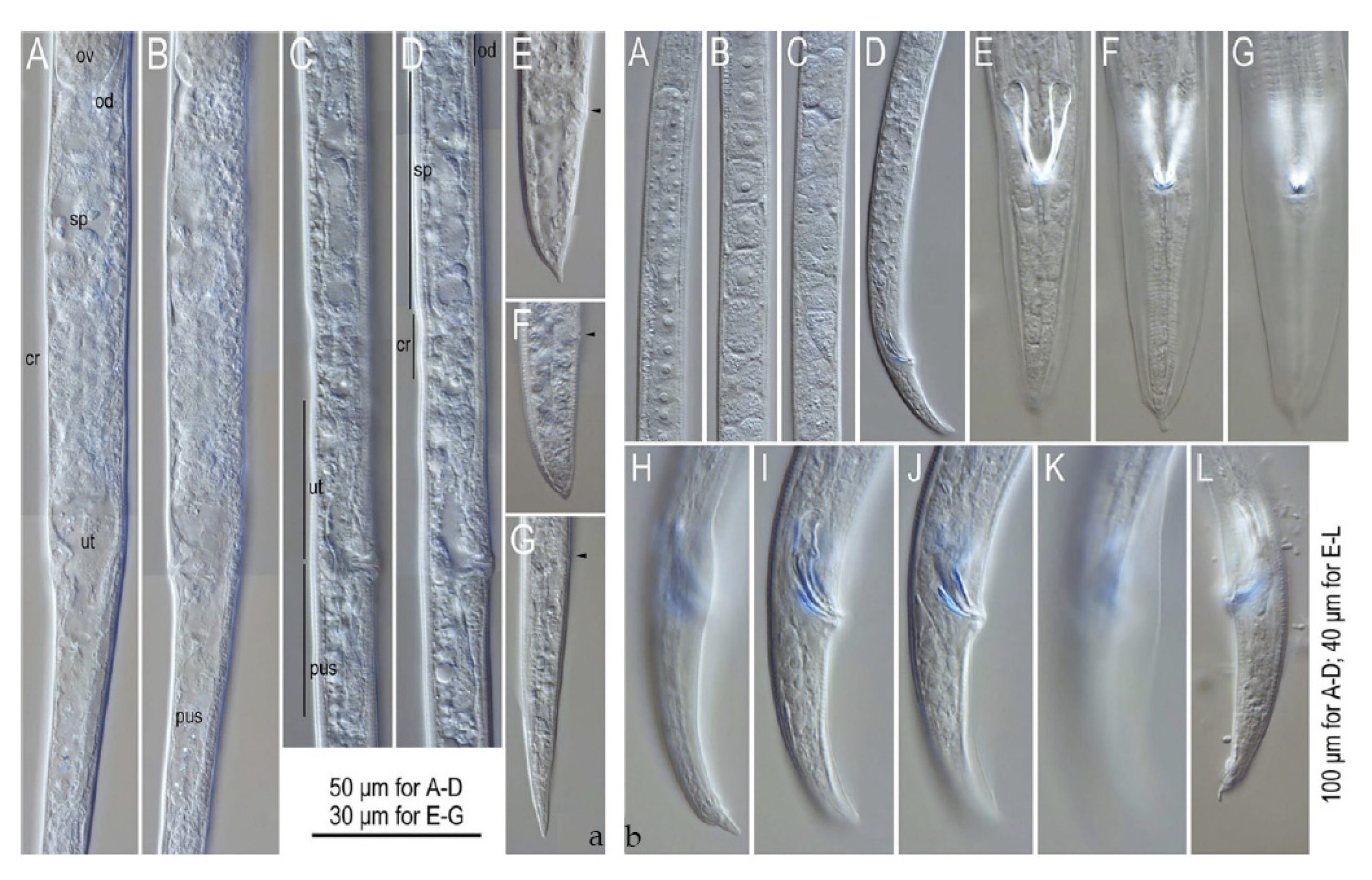 Plants 09 01490 g009 Plants 09 01490 g009