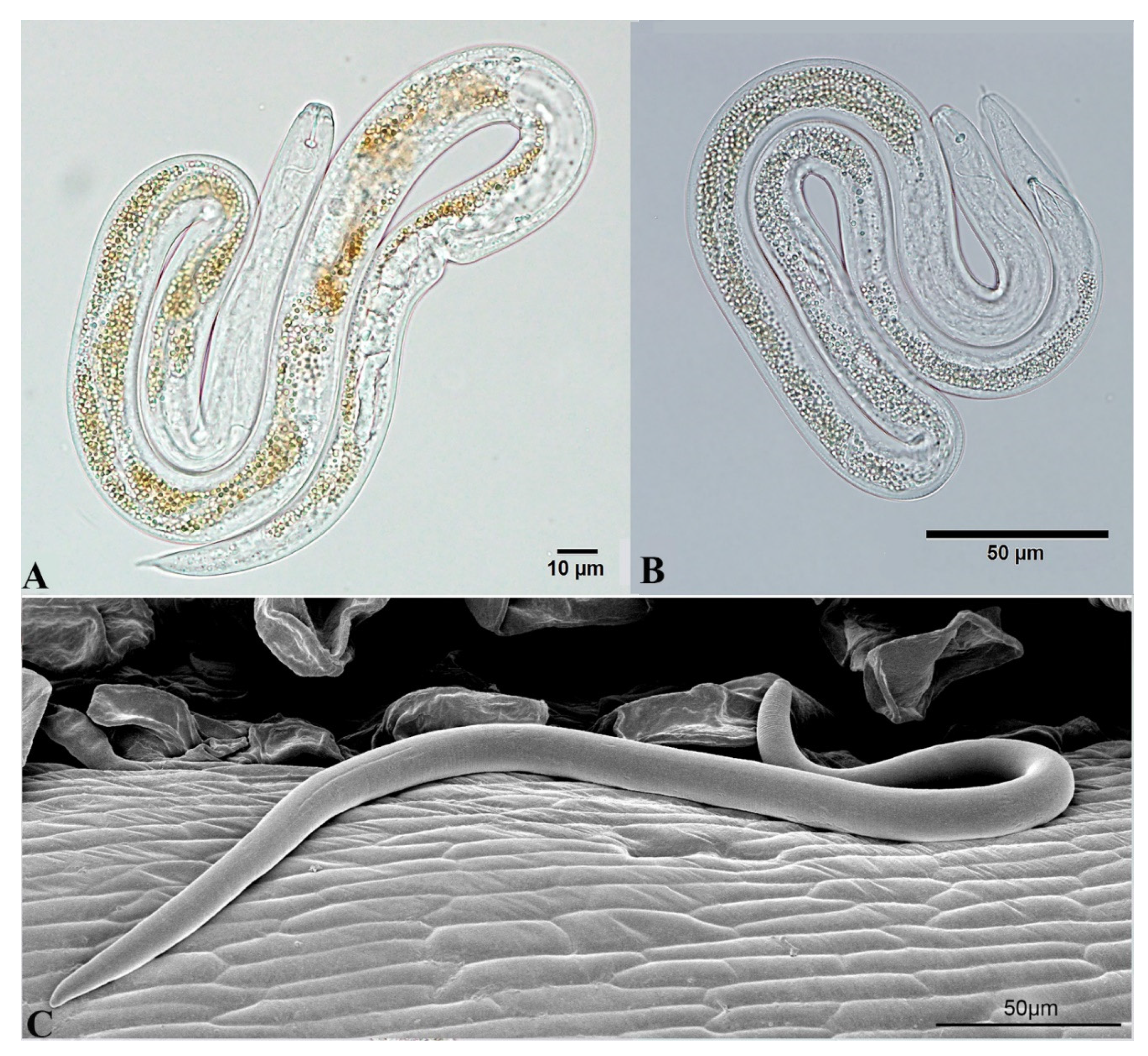 Plants 09 01490 g011 Plants 09 01490 g011