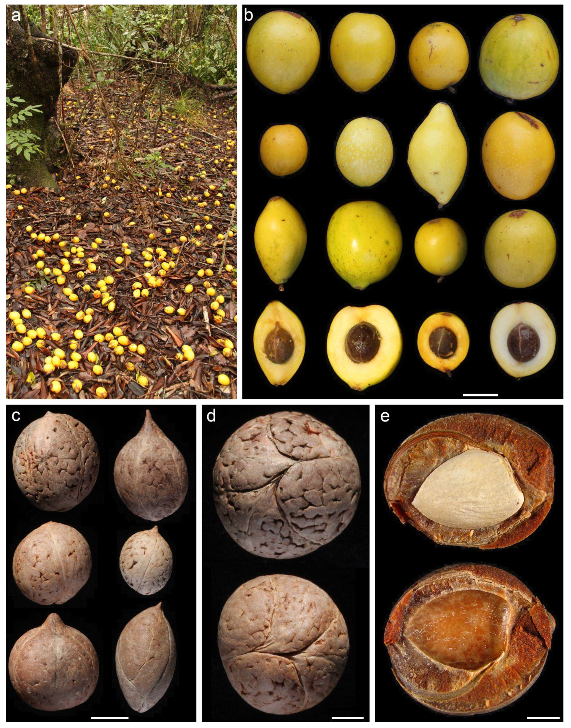 Plants 09 01492 g001