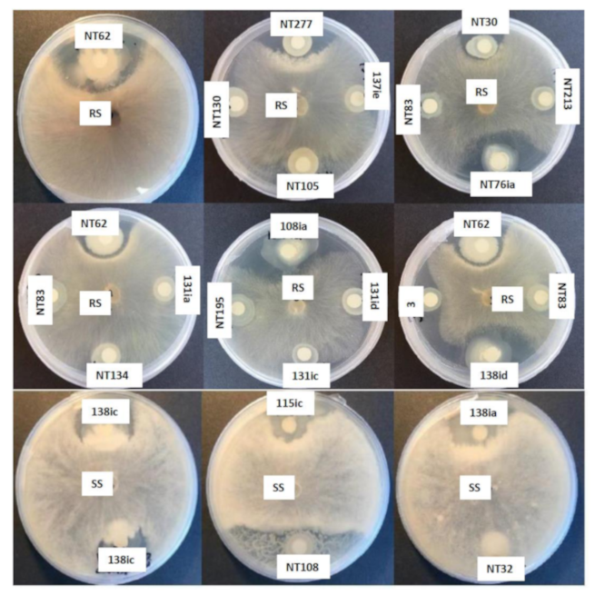 Plants 09 01494 g003 Plants 09 01494 g003