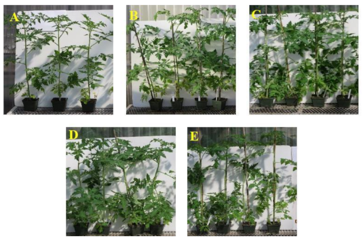 Plants 09 01494 g006 Plants 09 01494 g006