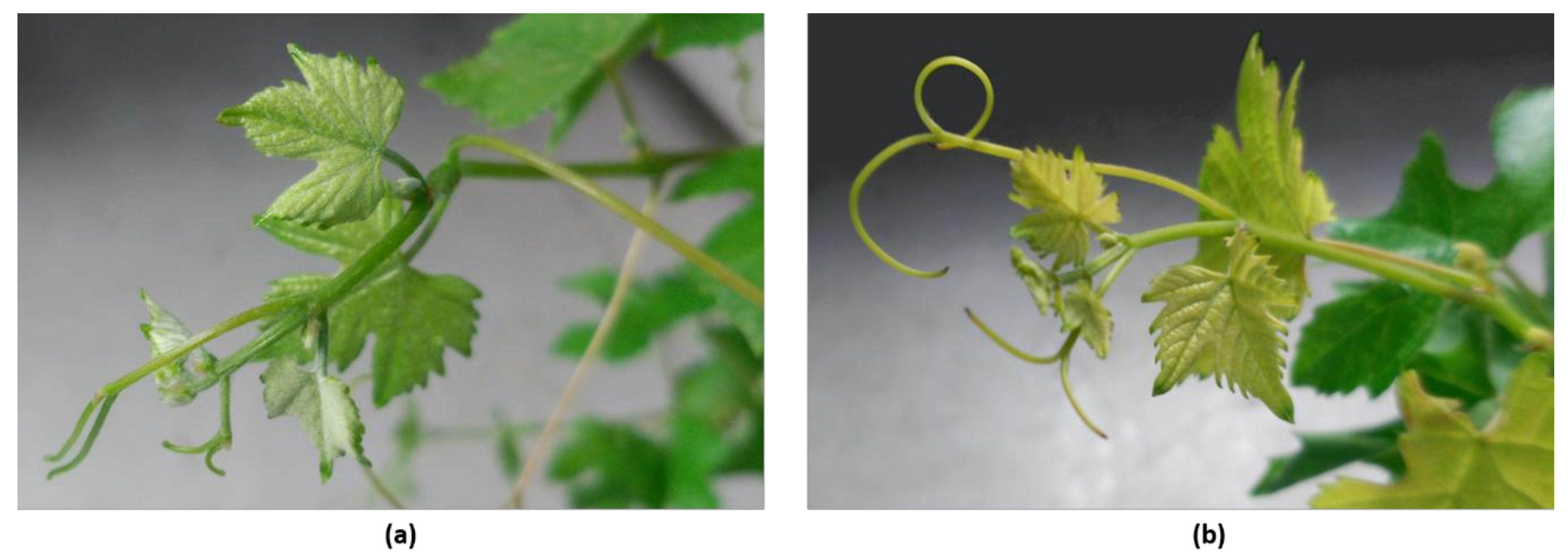 Plants 09 01499 g004