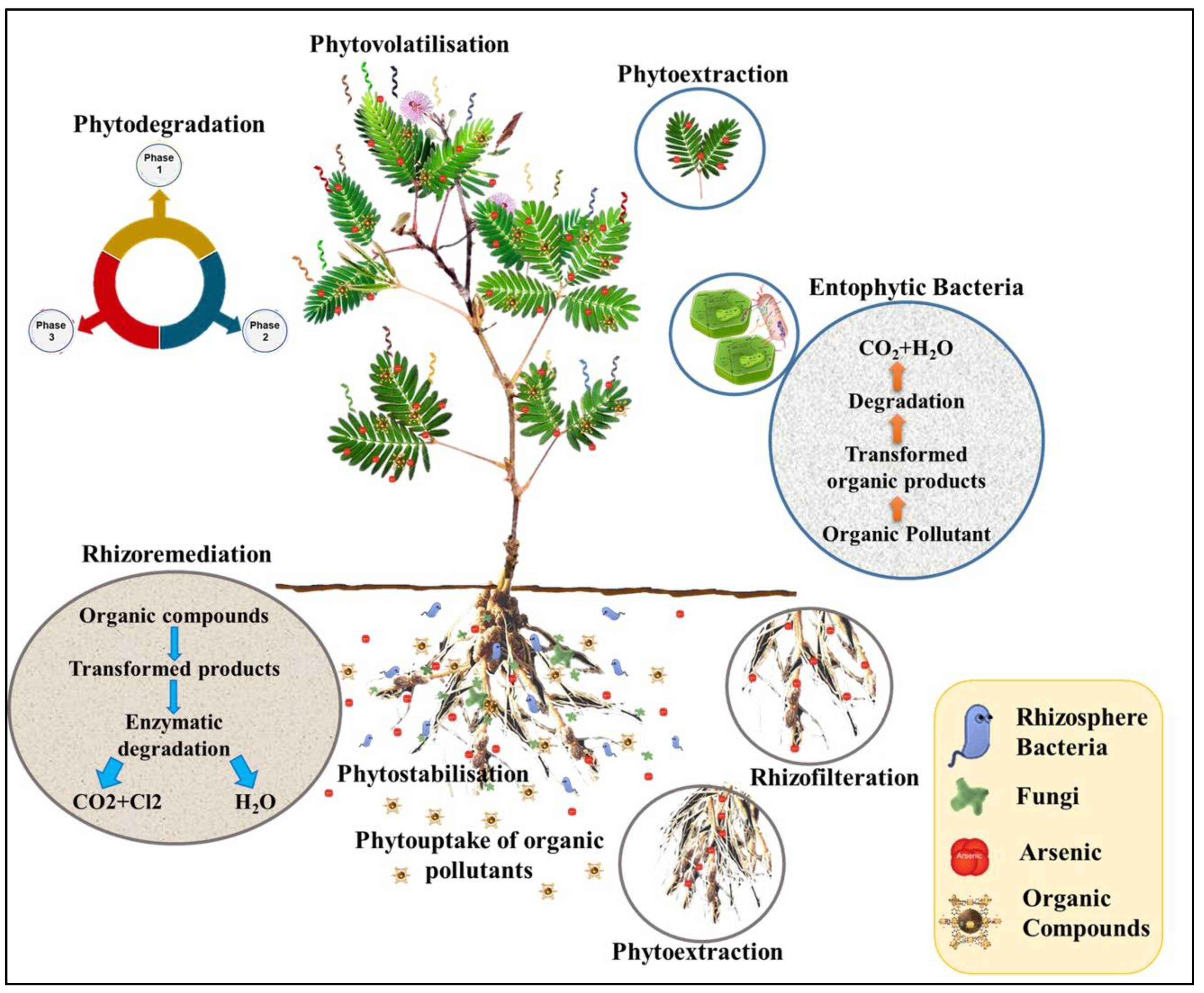 Plants 09 01500 g001 Plants 09 01500 g001