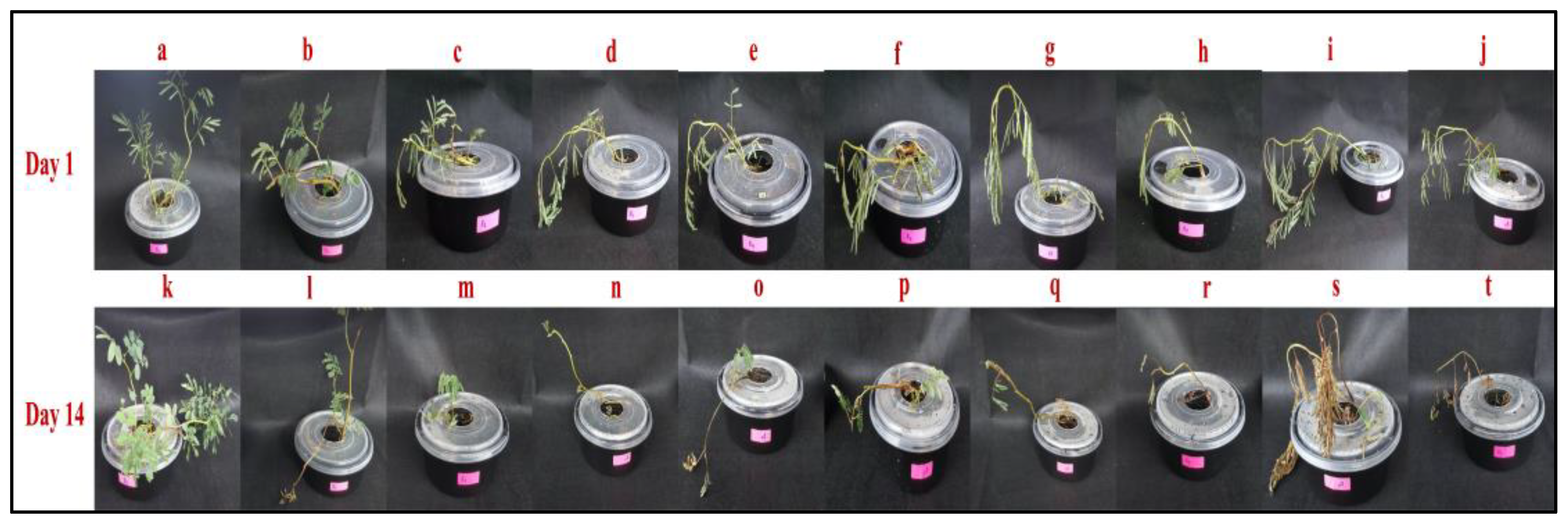 Plants 09 01500 g002 Plants 09 01500 g002
