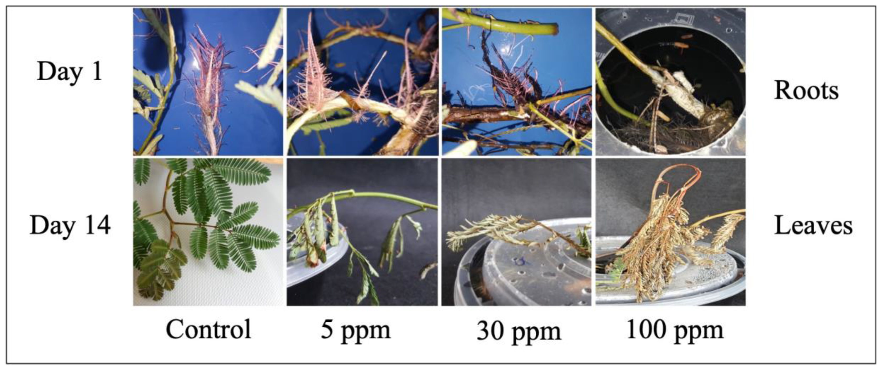 Plants 09 01500 g003 Plants 09 01500 g003