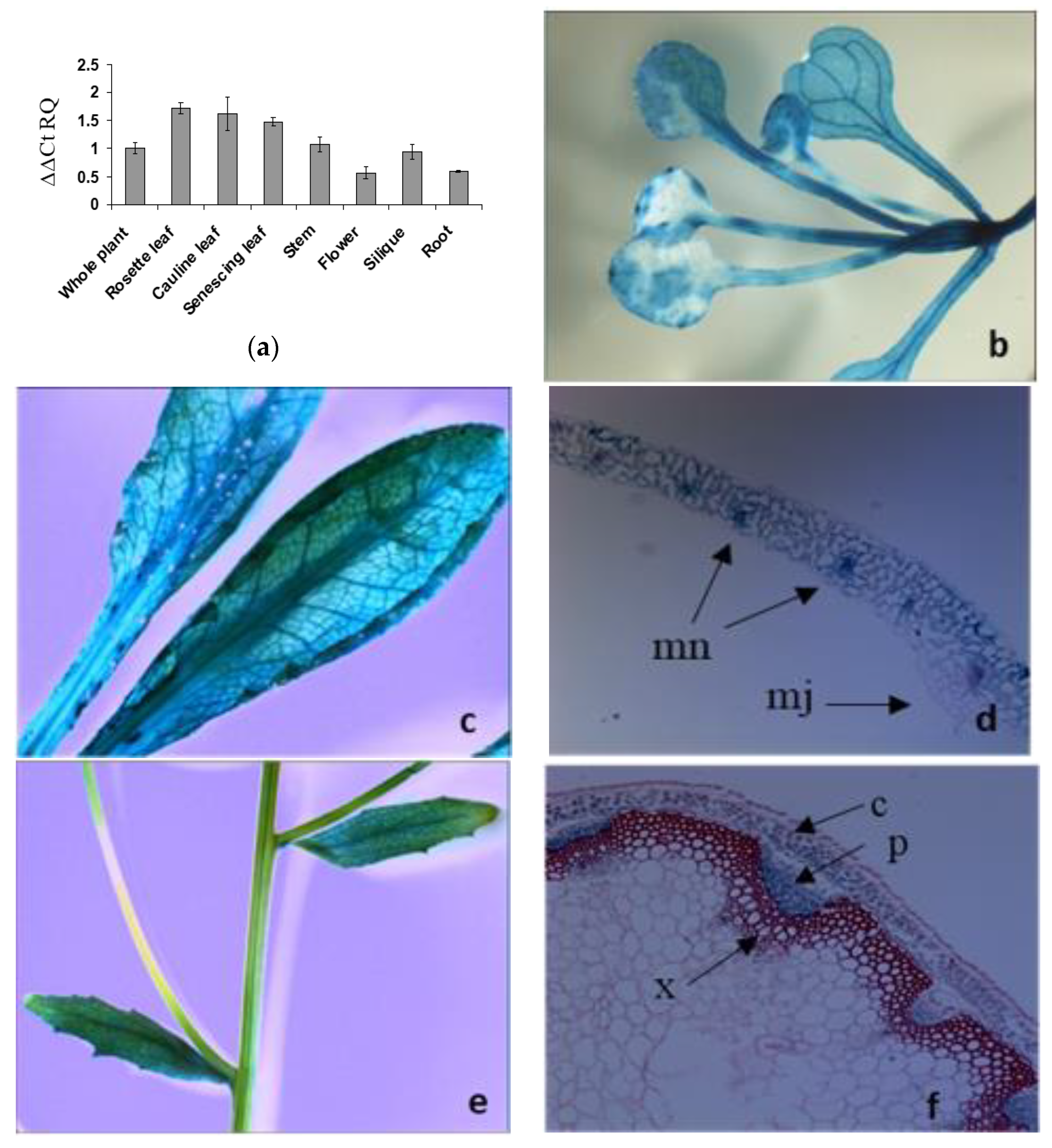 Plants 09 01519 g002a Plants 09 01519 g002a