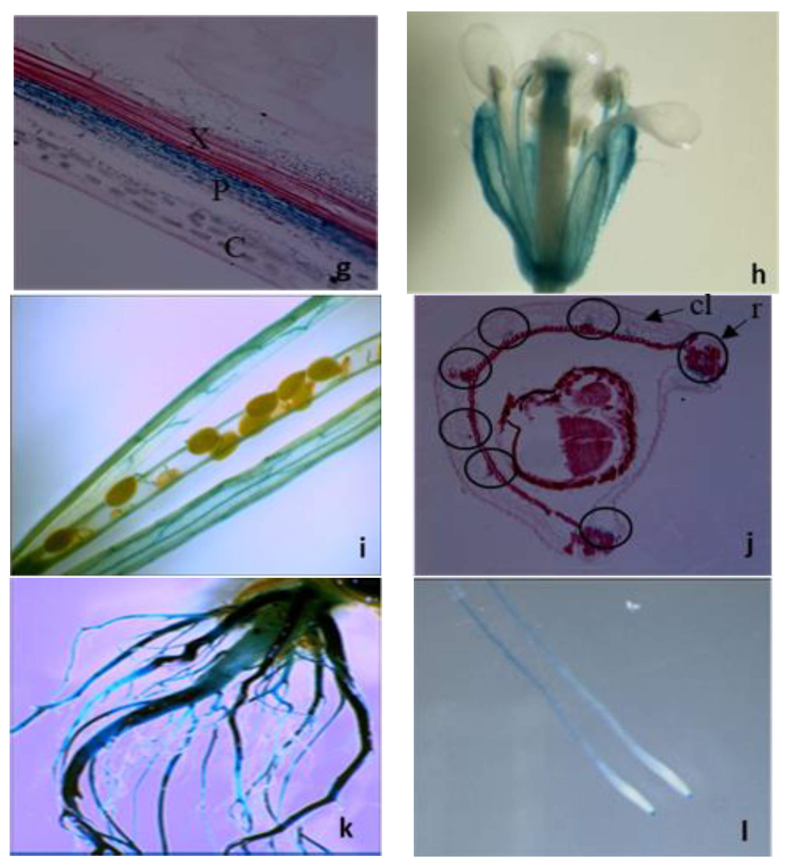 Plants 09 01519 g002b Plants 09 01519 g002b