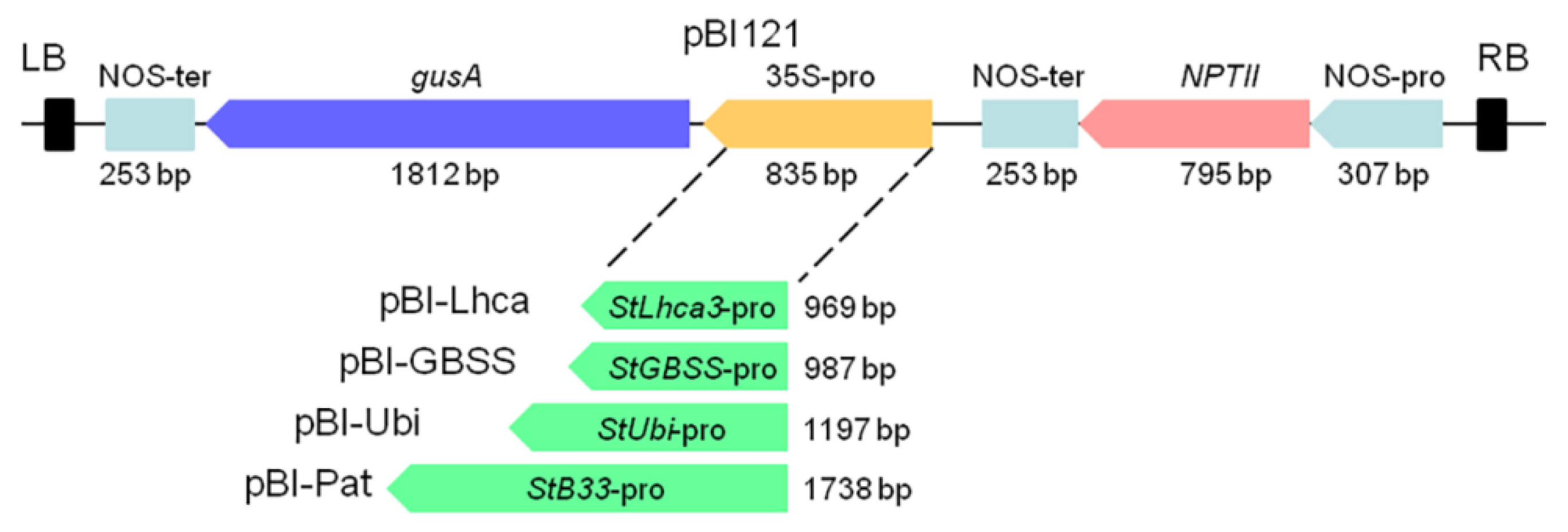 Plants 09 01520 g001
