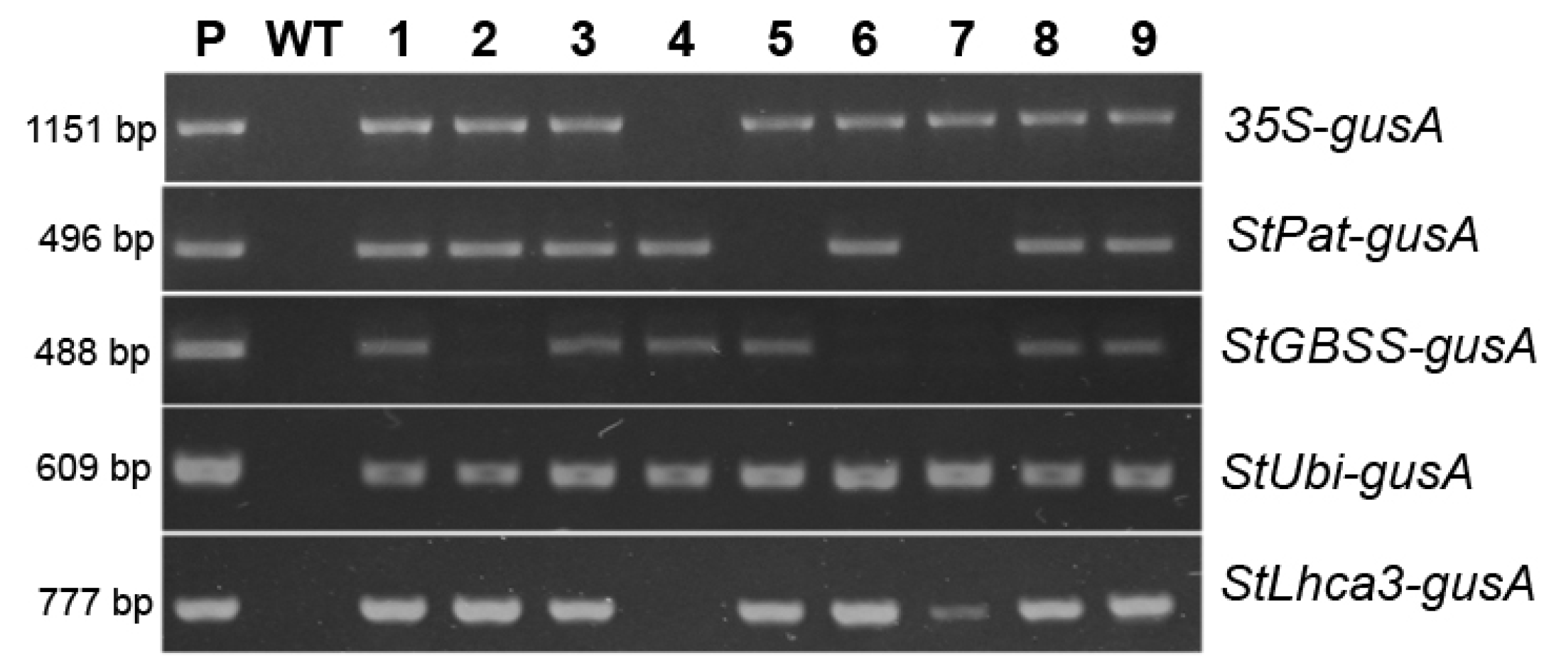 Plants 09 01520 g002