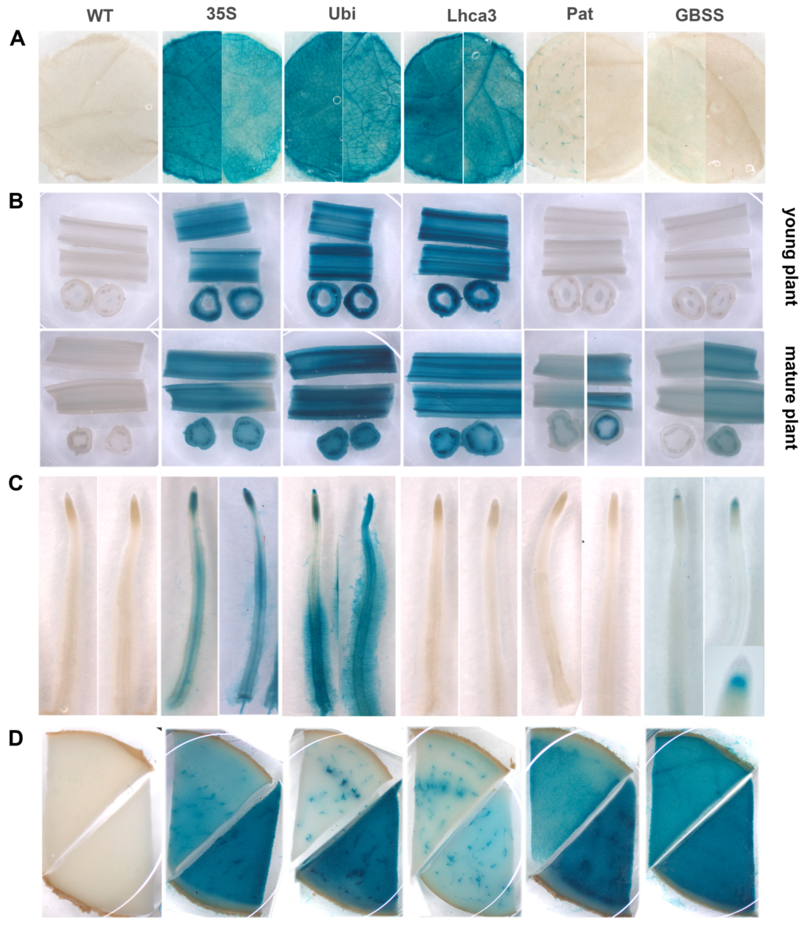 Plants 09 01520 g003