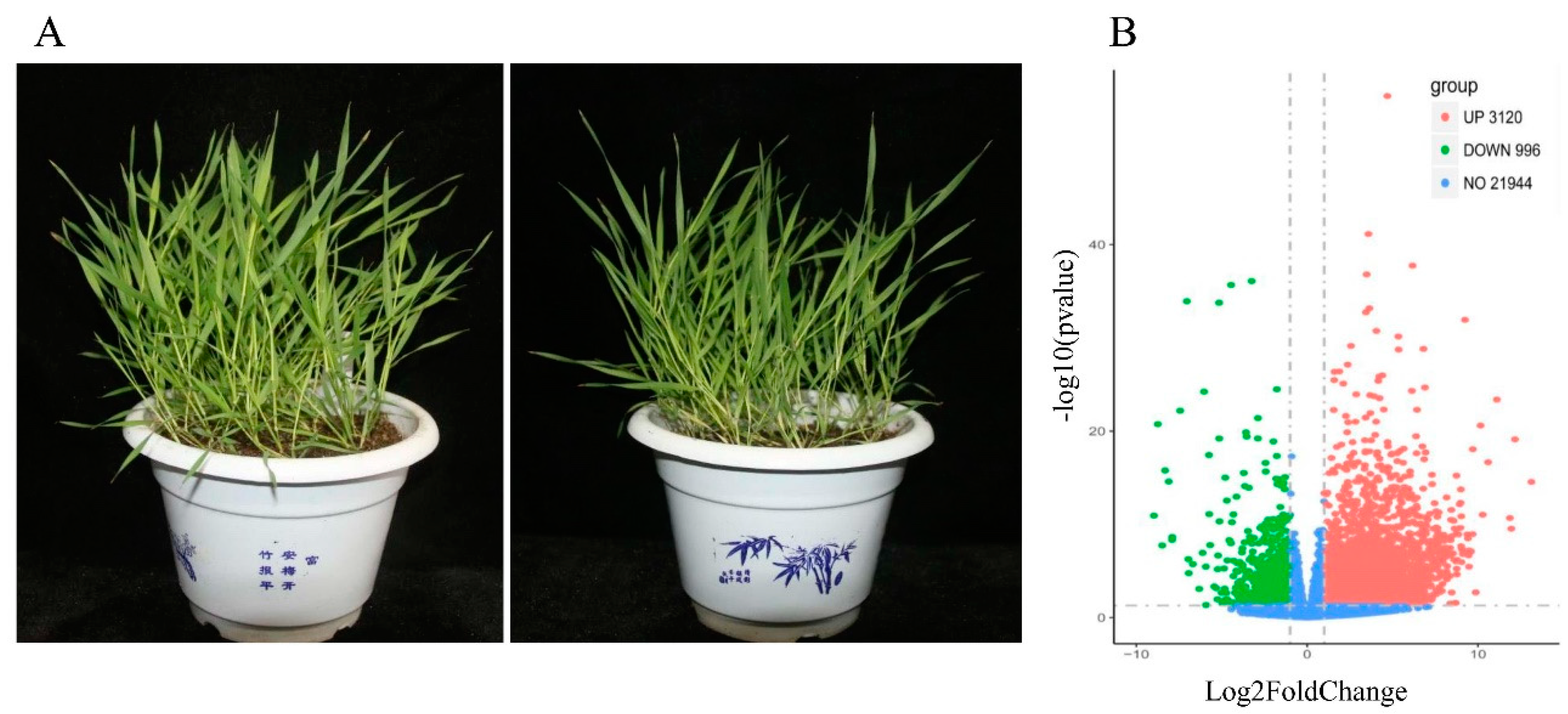 Plants 09 01522 g002 Plants 09 01522 g002