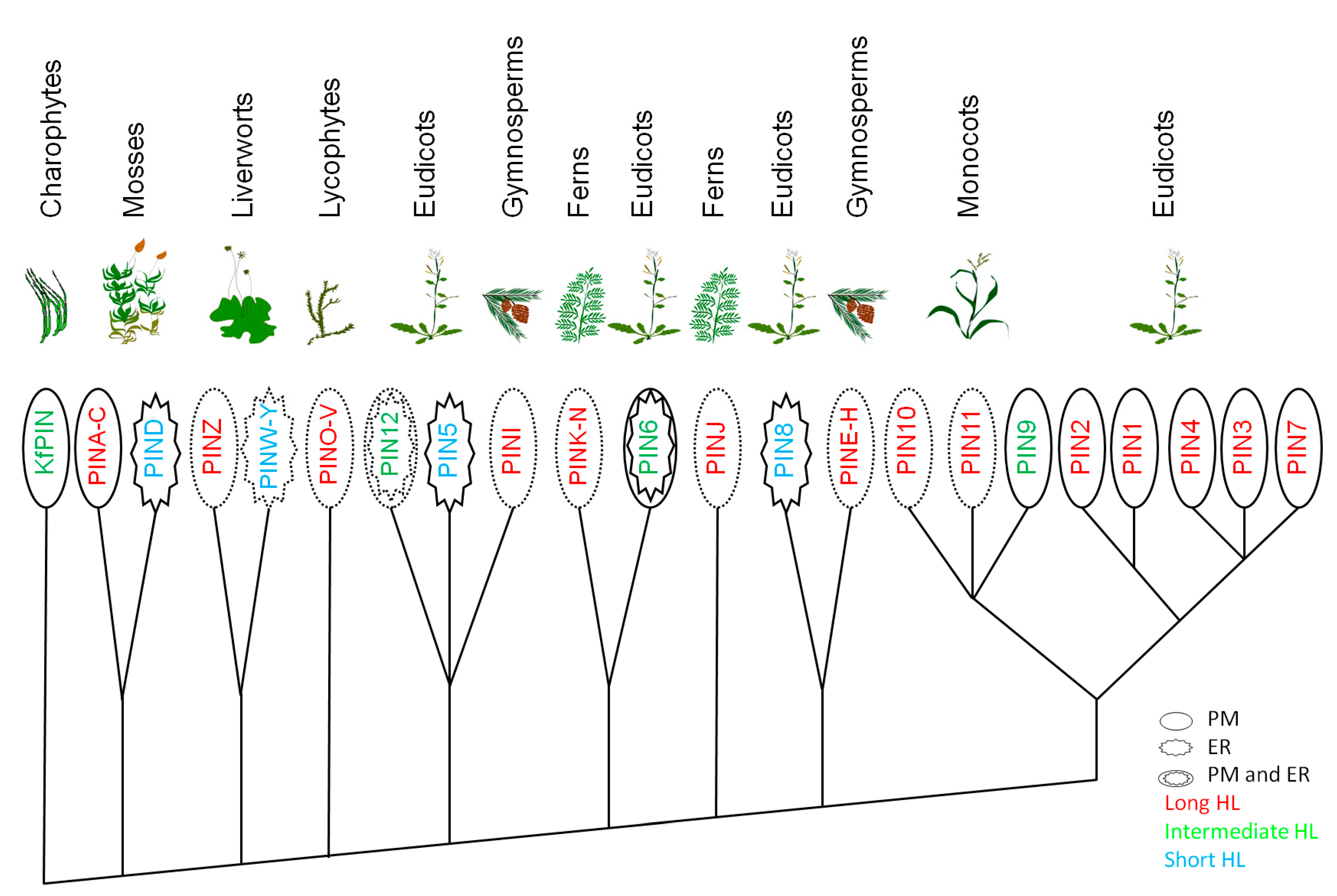 Plants 09 01527 g003
