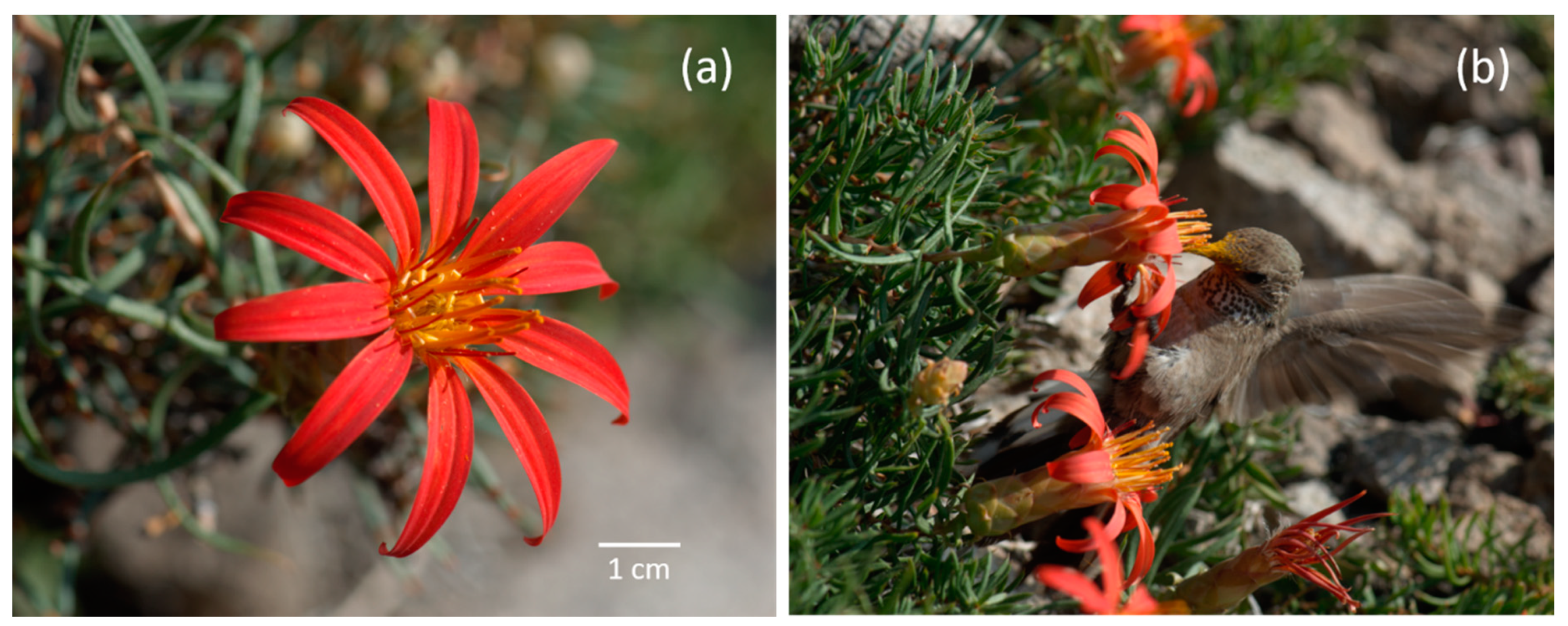 Plants 09 01553 g005