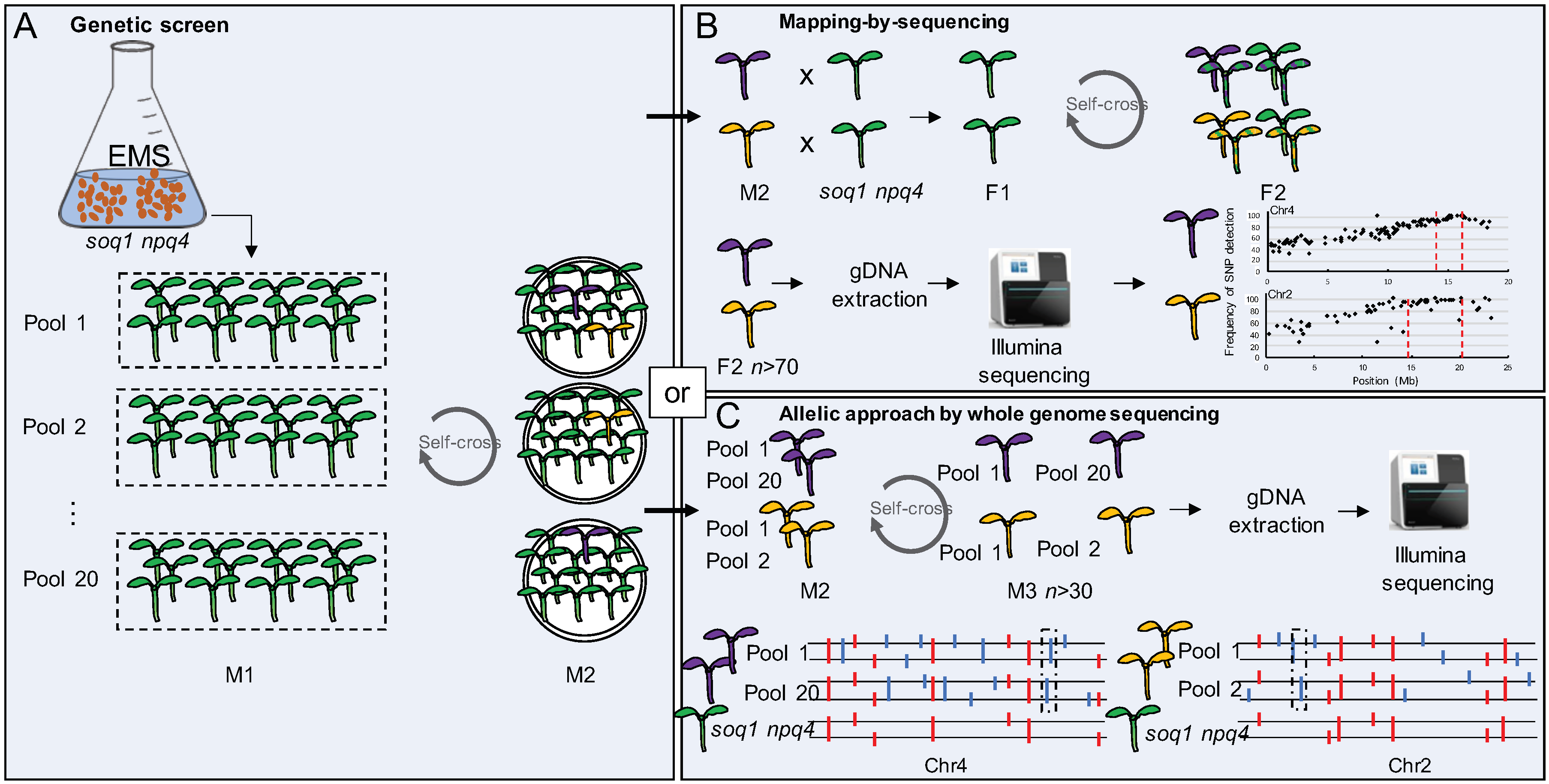 Plants 09 01565 g001