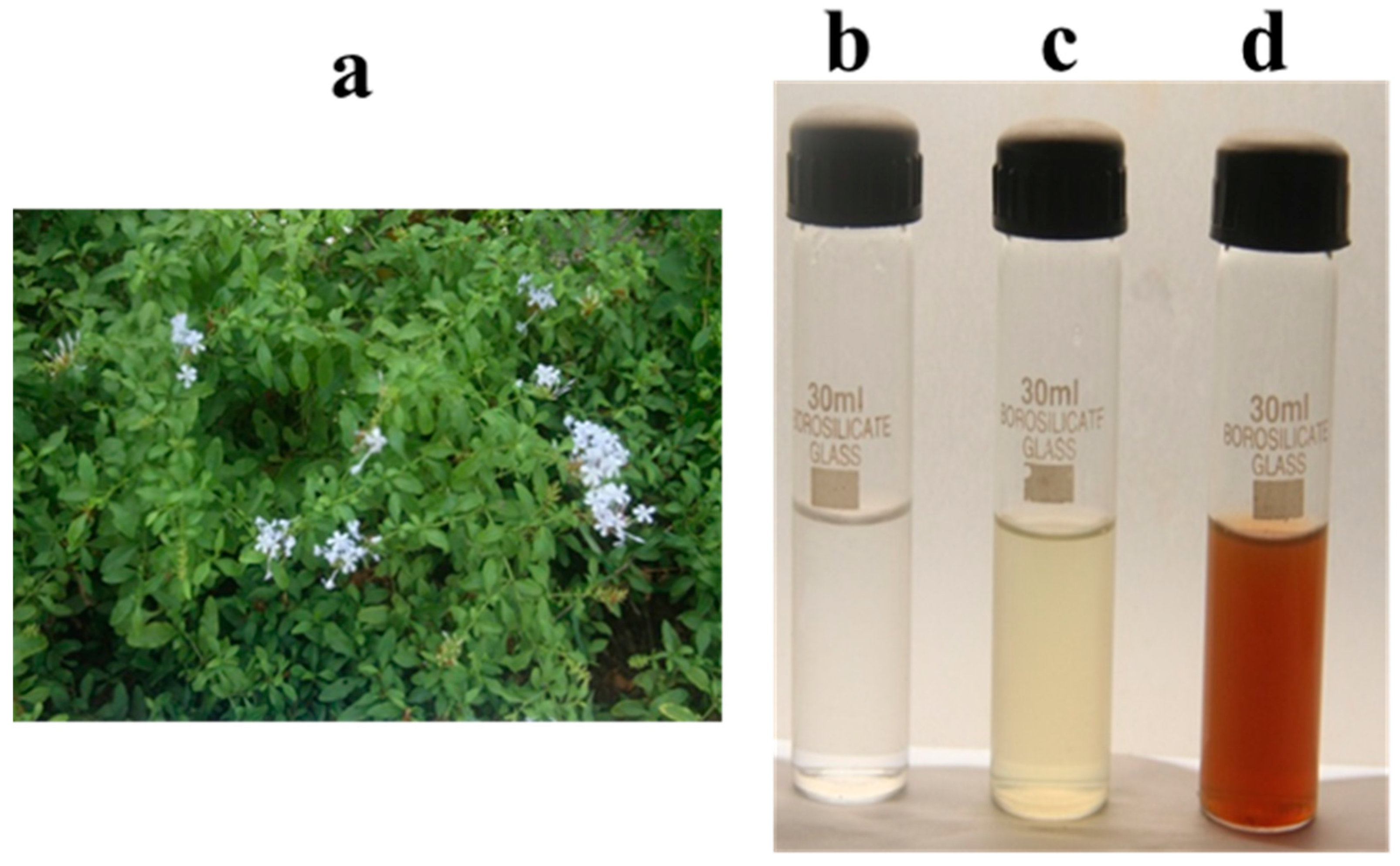 Plants 09 01577 g001