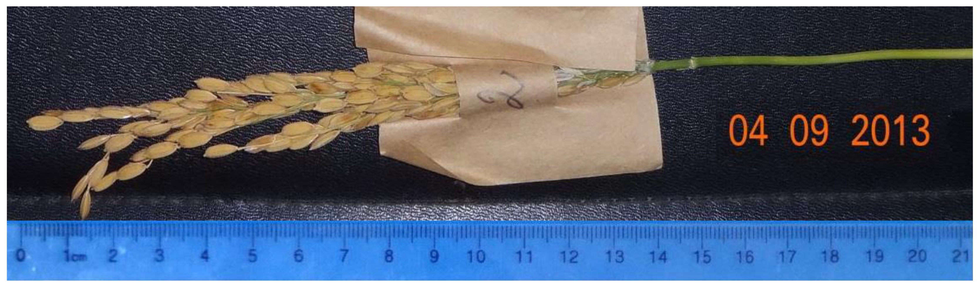 Plants 09 01580 g001