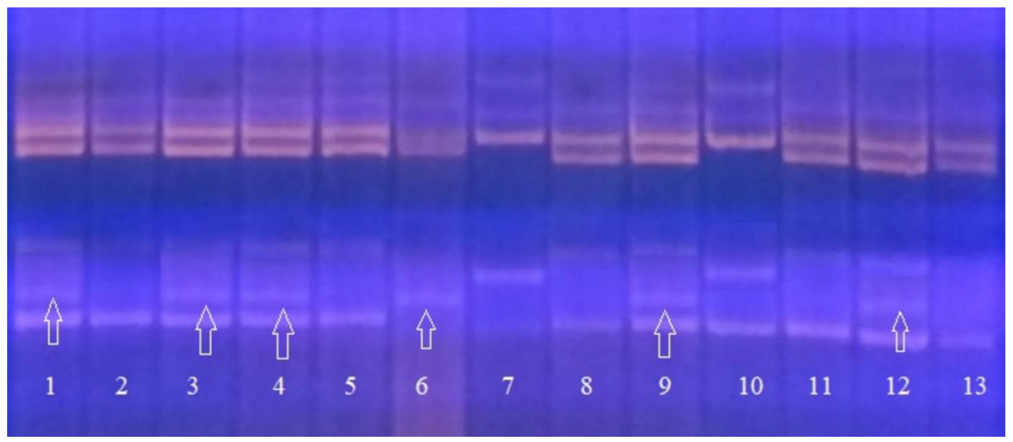 Plants 09 01580 g004