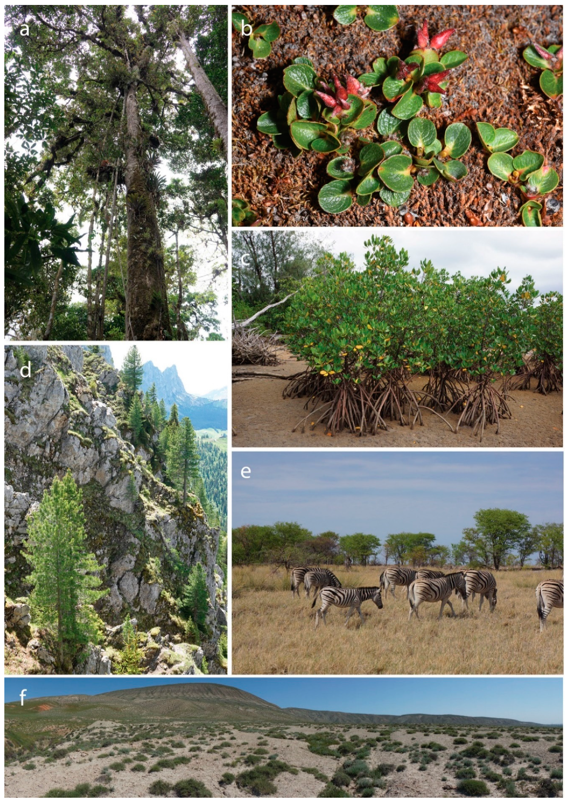 Plants 09 01593 g001