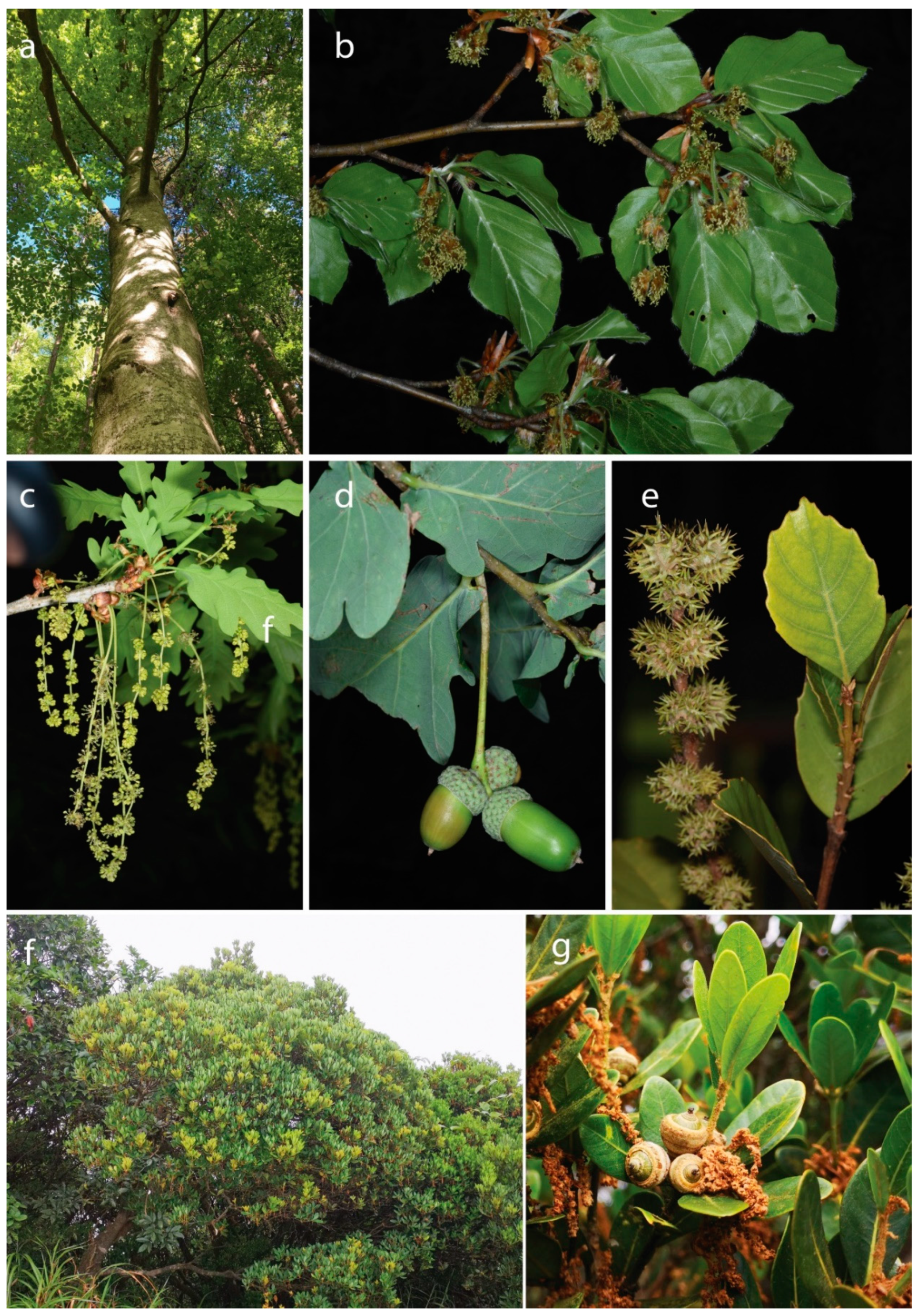 Plants 09 01593 g002