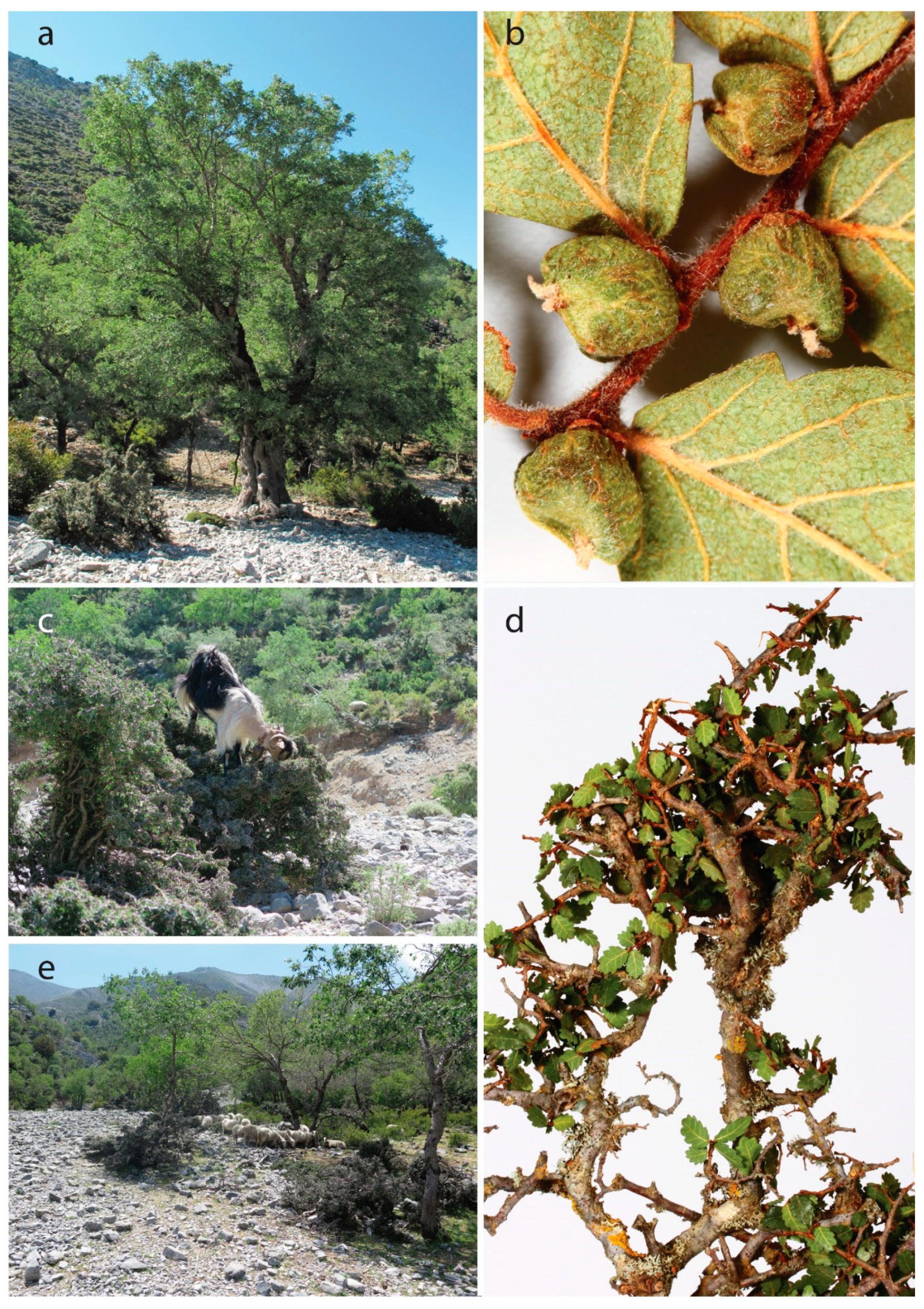 Plants 09 01593 g003