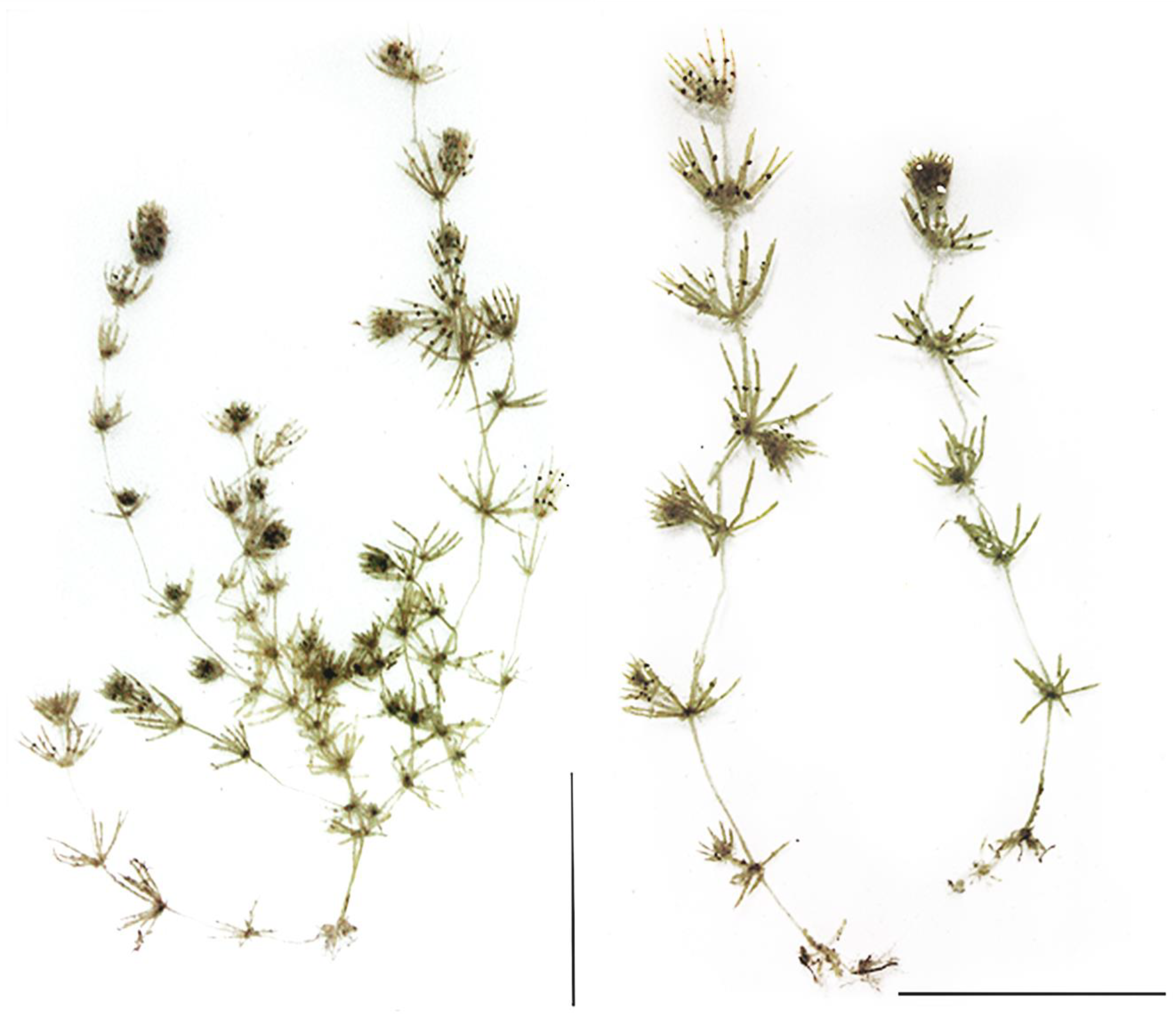 Plants 09 01606 g001