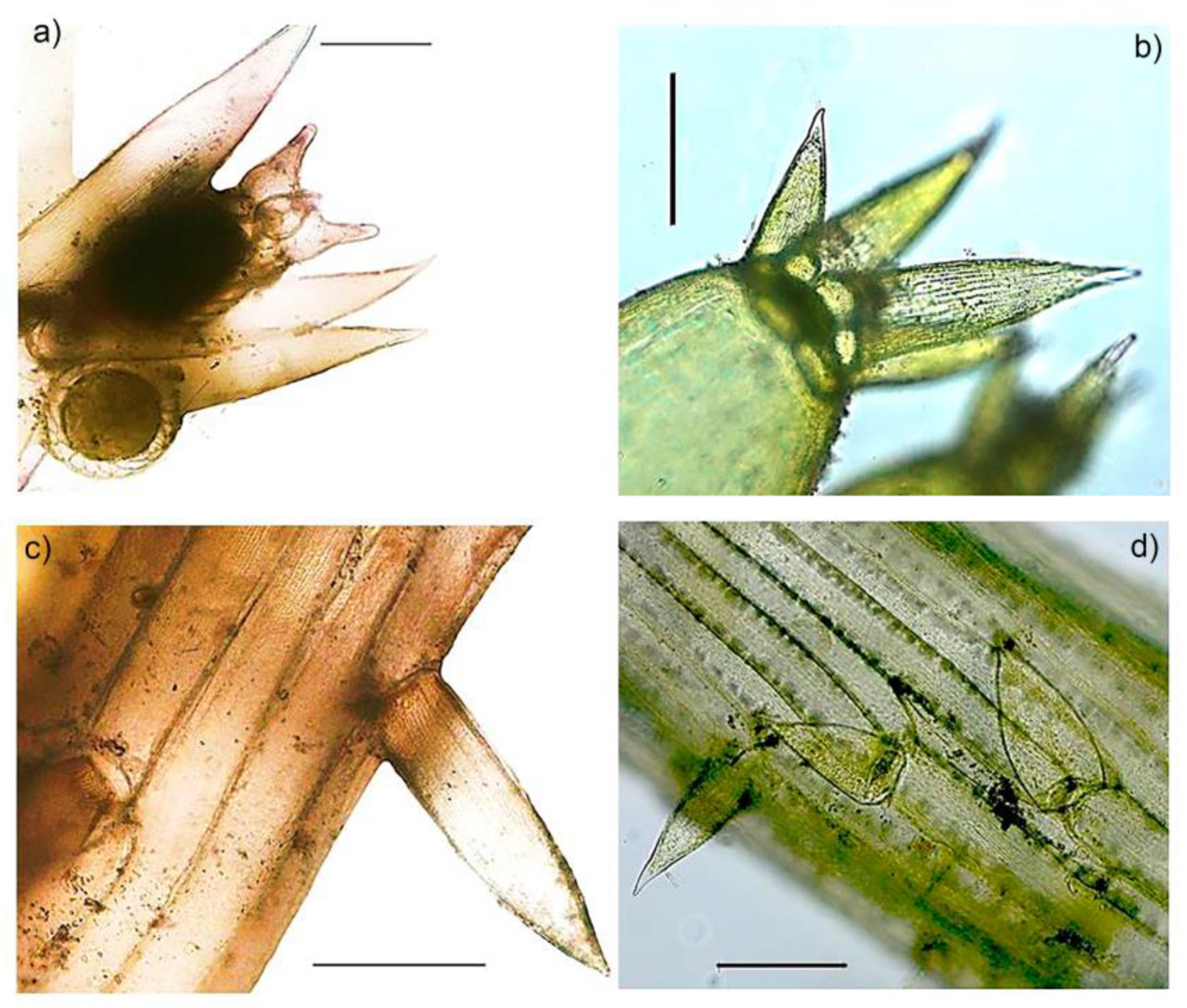 Plants 09 01606 g002