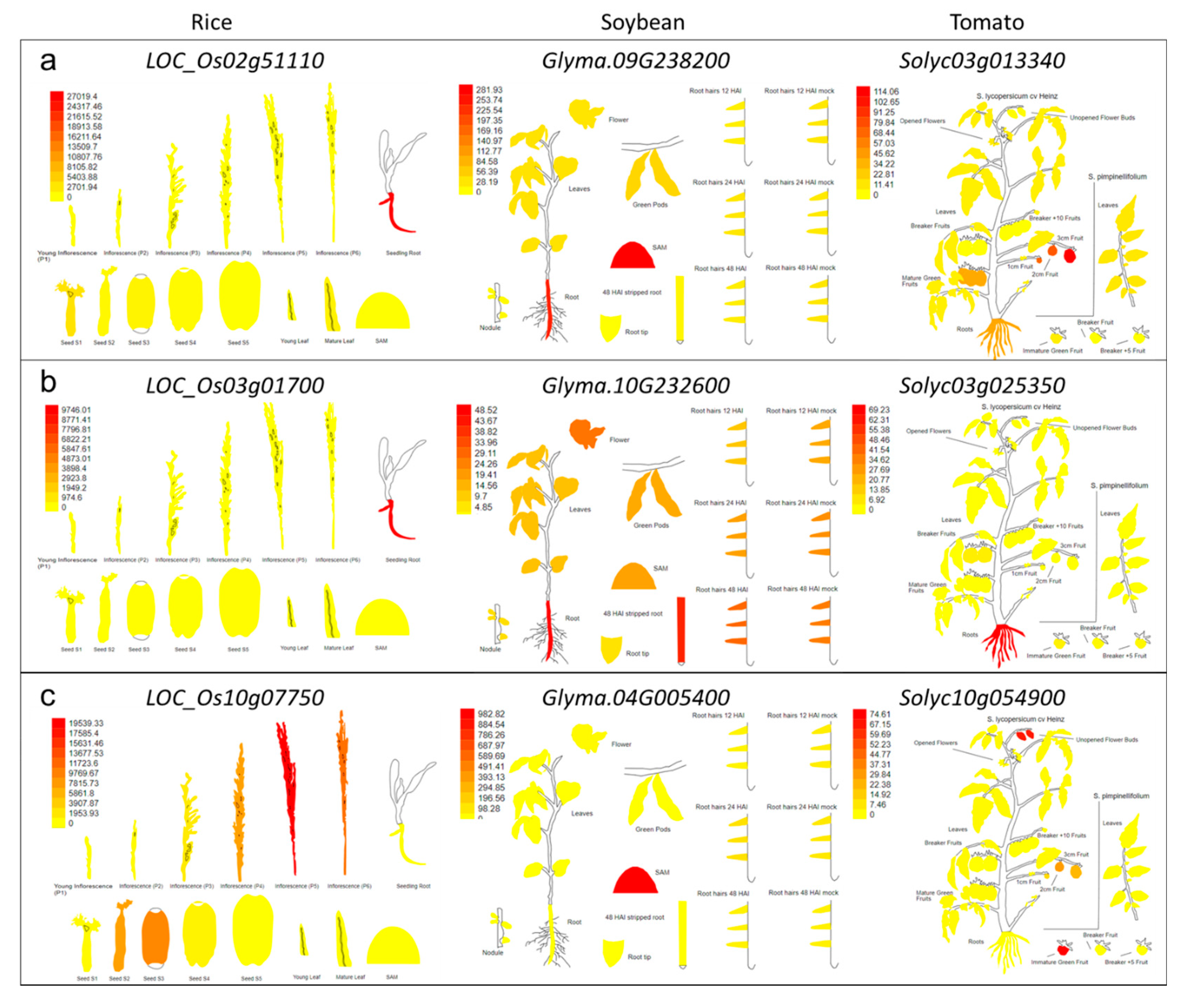 Plants 09 01612 g005