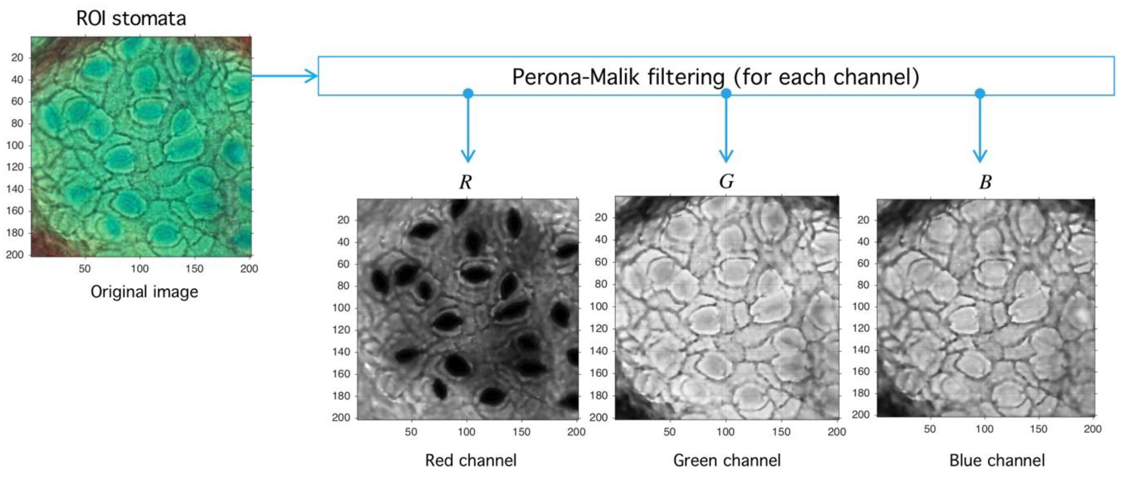 Plants 09 01613 g001