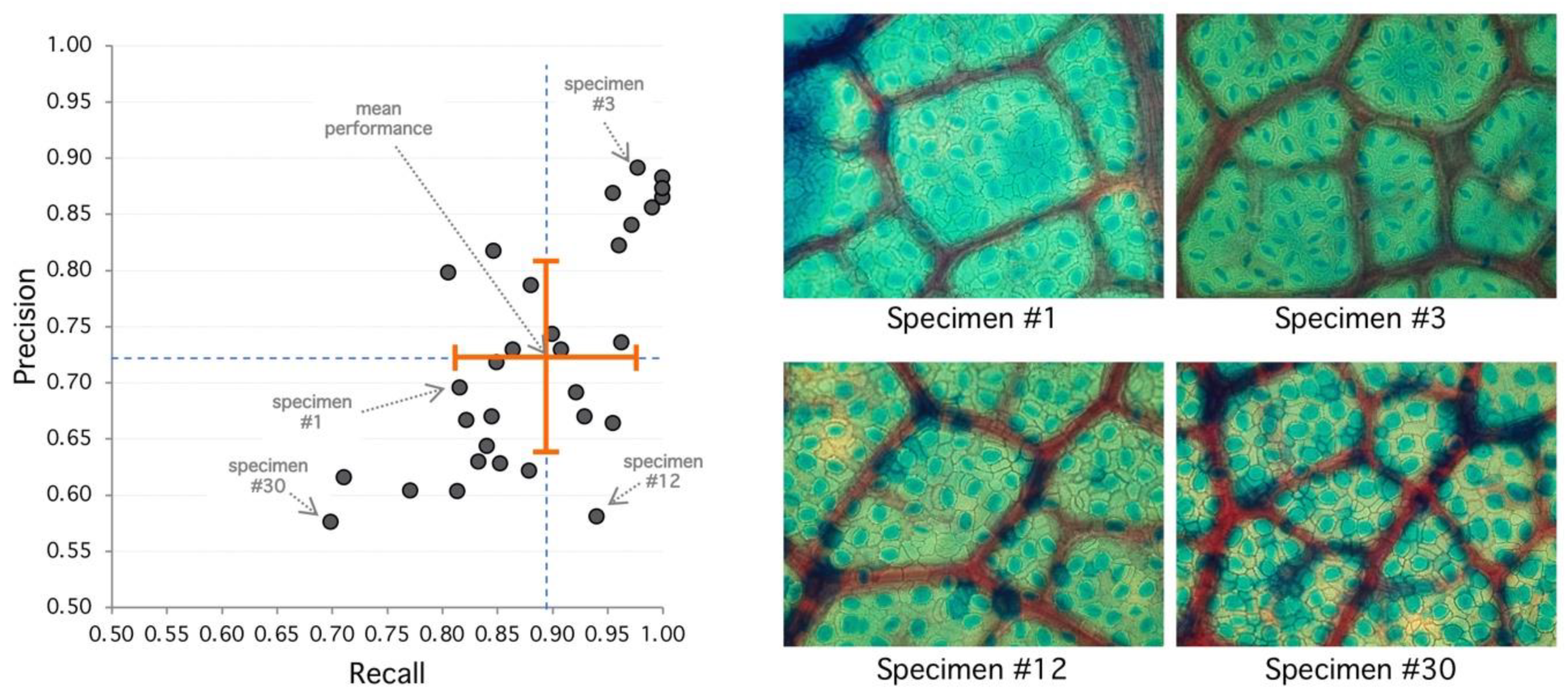 Plants 09 01613 g003