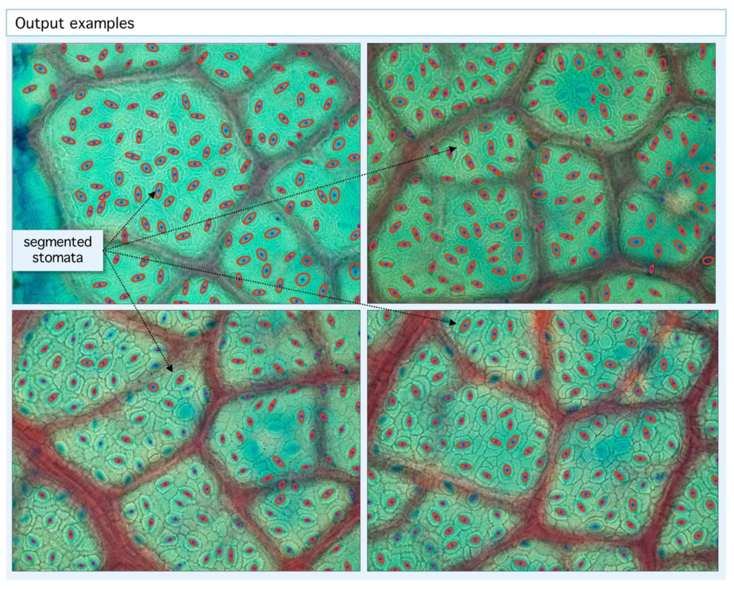 Plants 09 01613 g004