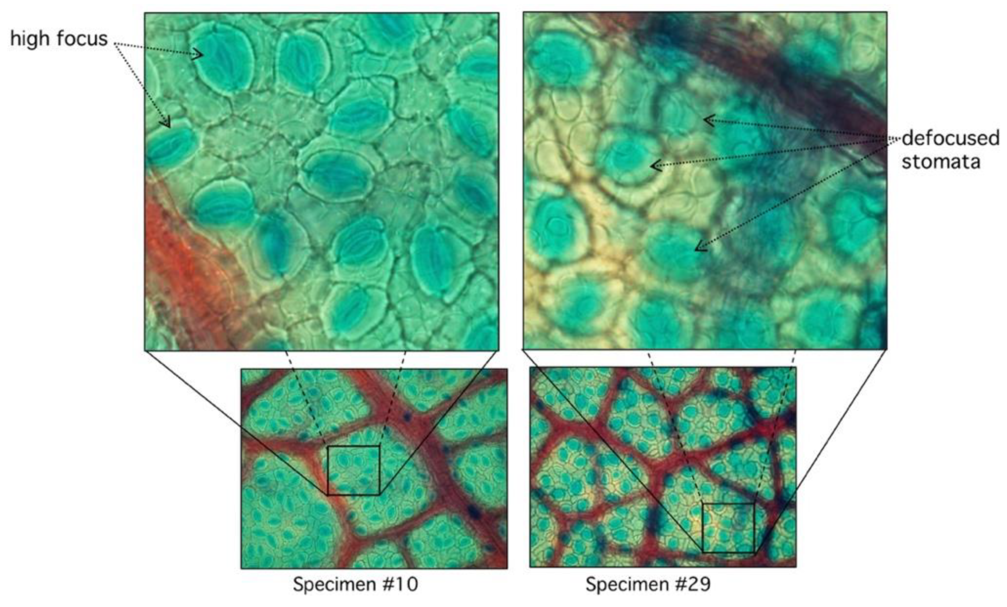 Plants 09 01613 g008