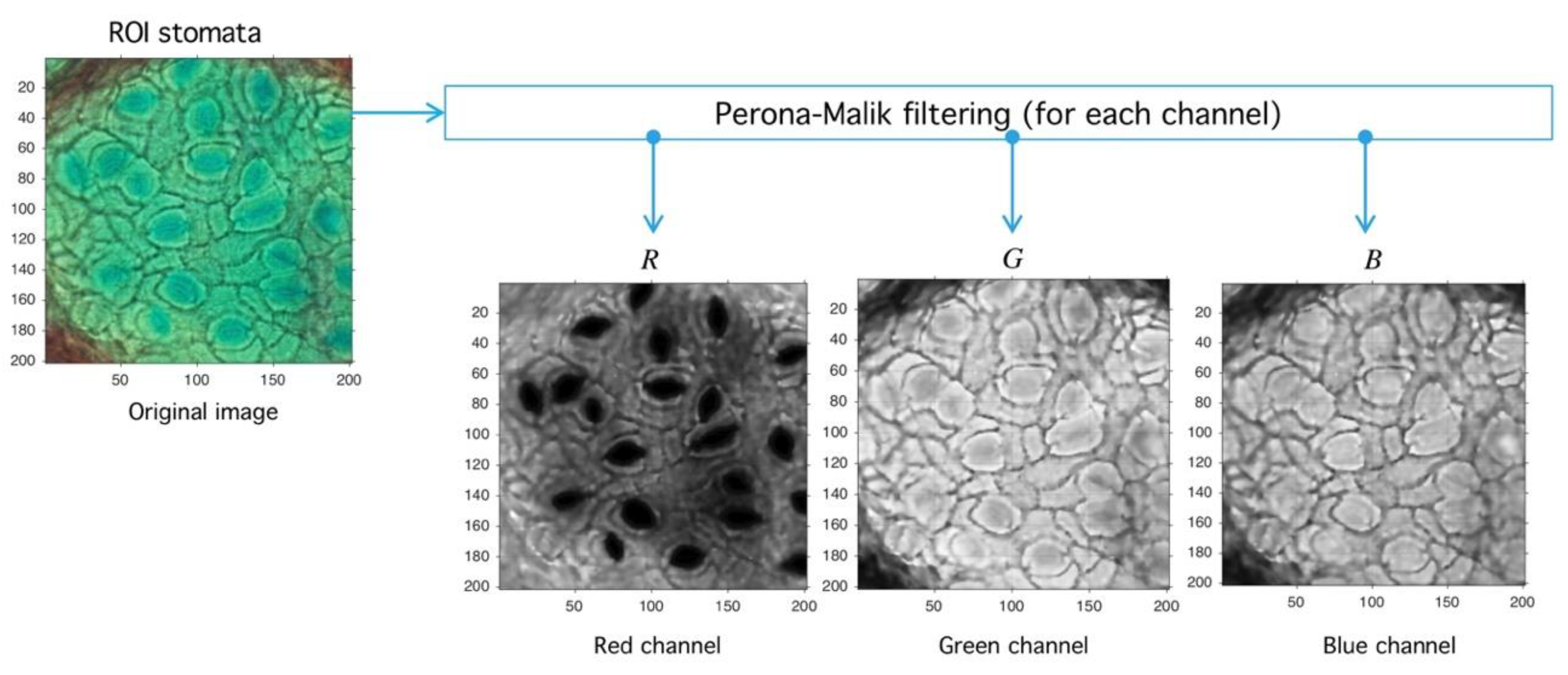 Plants 09 01613 g011